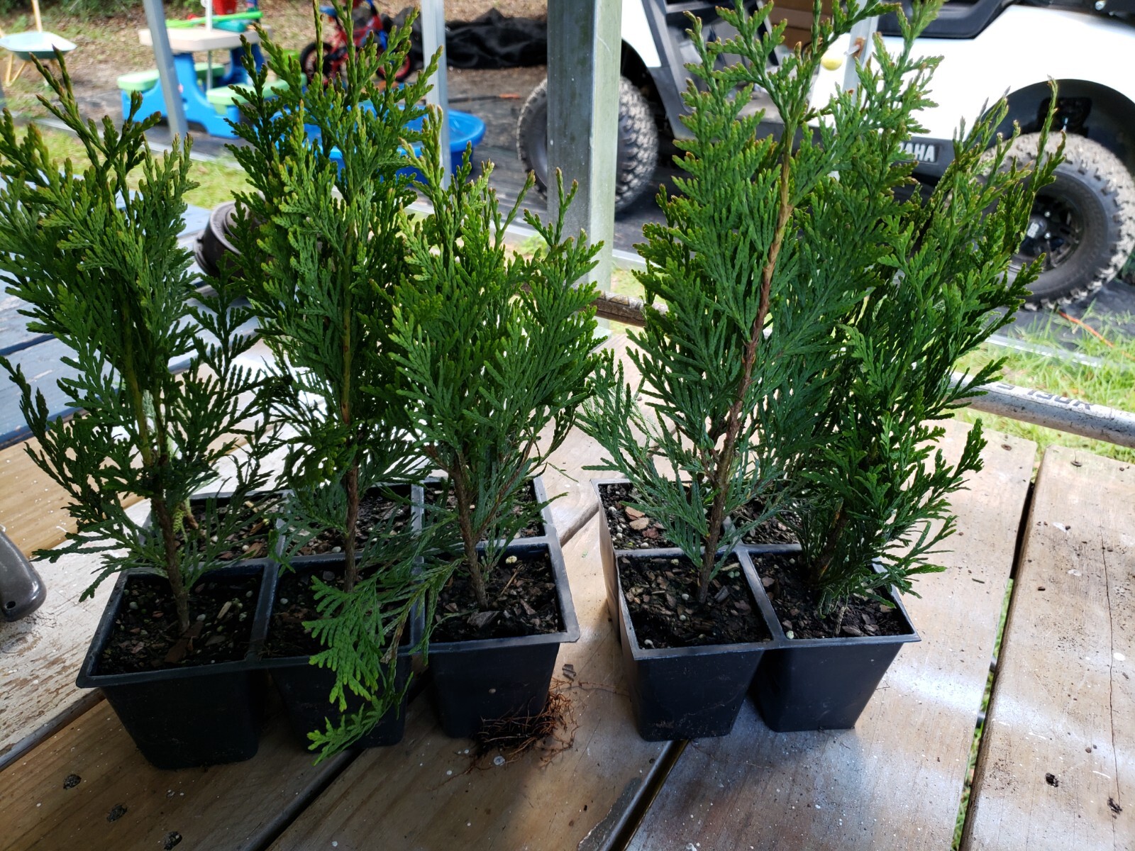 Green Giant Arborvitae, fast growing, privacy, five to 50 plants, FREE shipping