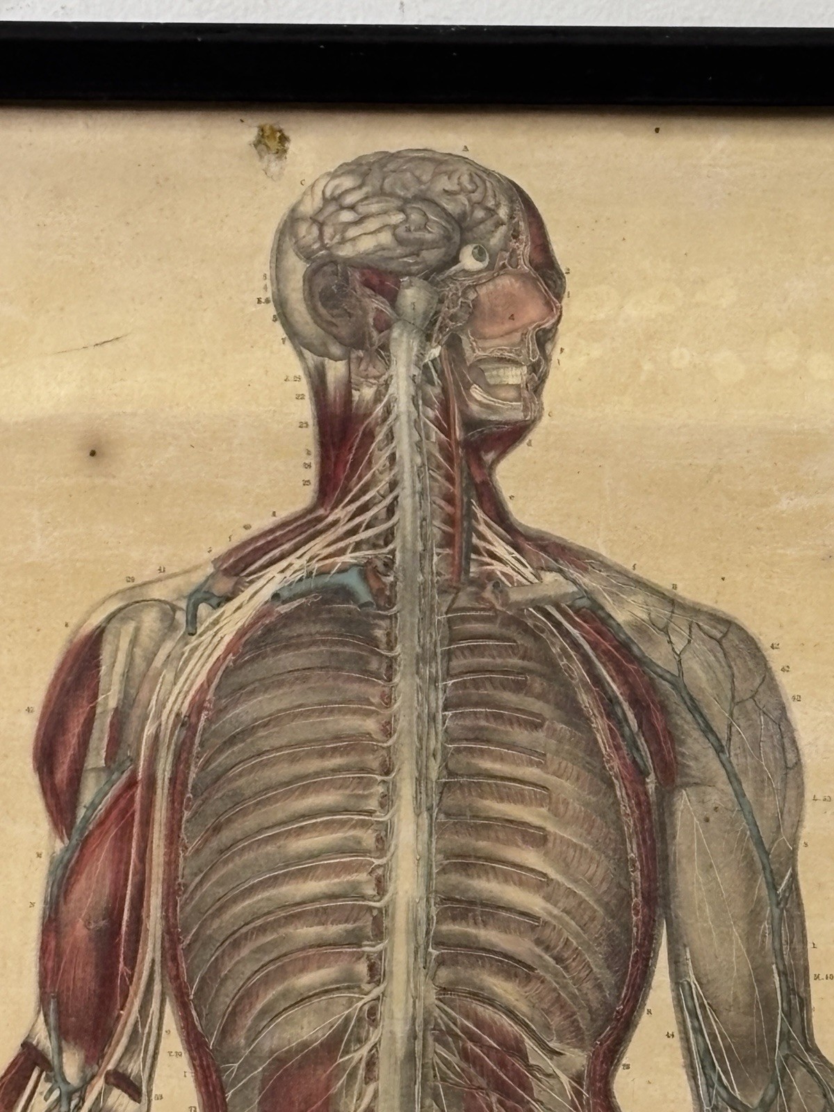 Antique 19th Century Kelloggs Bourgery Jacob Neurology Anatomical School Poster