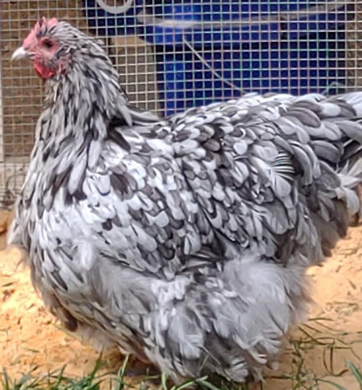 12+ Rare Breed Chicken Hatching Eggs Orpington, Brahma, Sweddish Flower