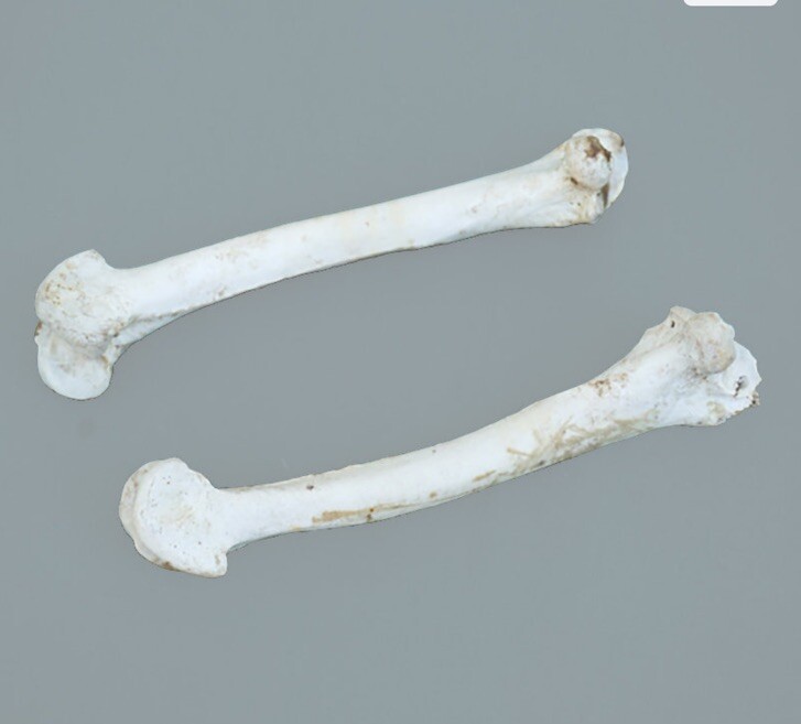 2 Wild Turkey Femur Bones