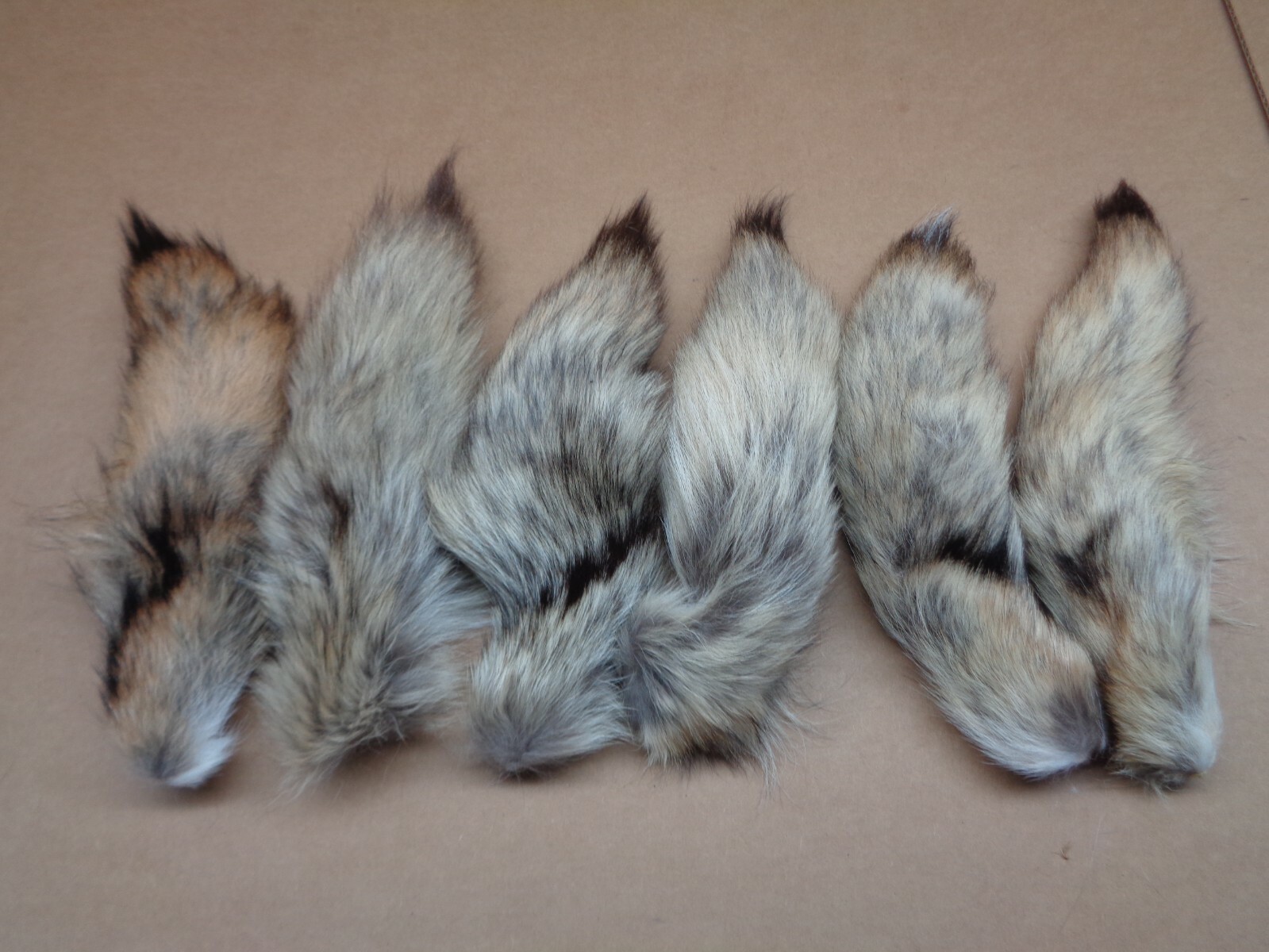#1 Quality L Tanned Western Coyote Tails/Crafts/Real USA Fur Tail/Harley parts