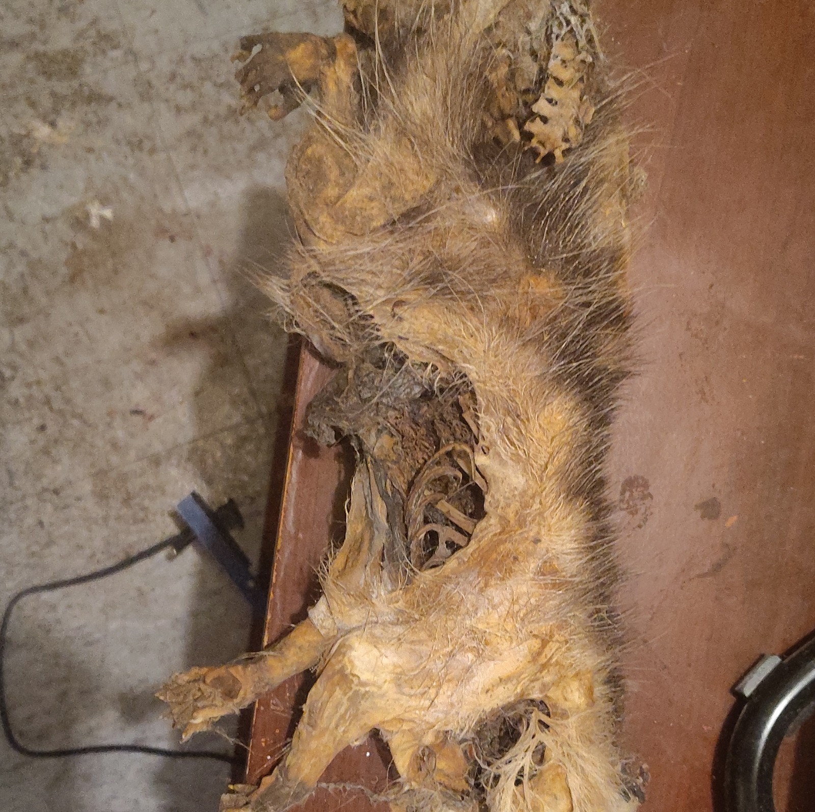 Naturally And Chemically Dried Mummified Possum.