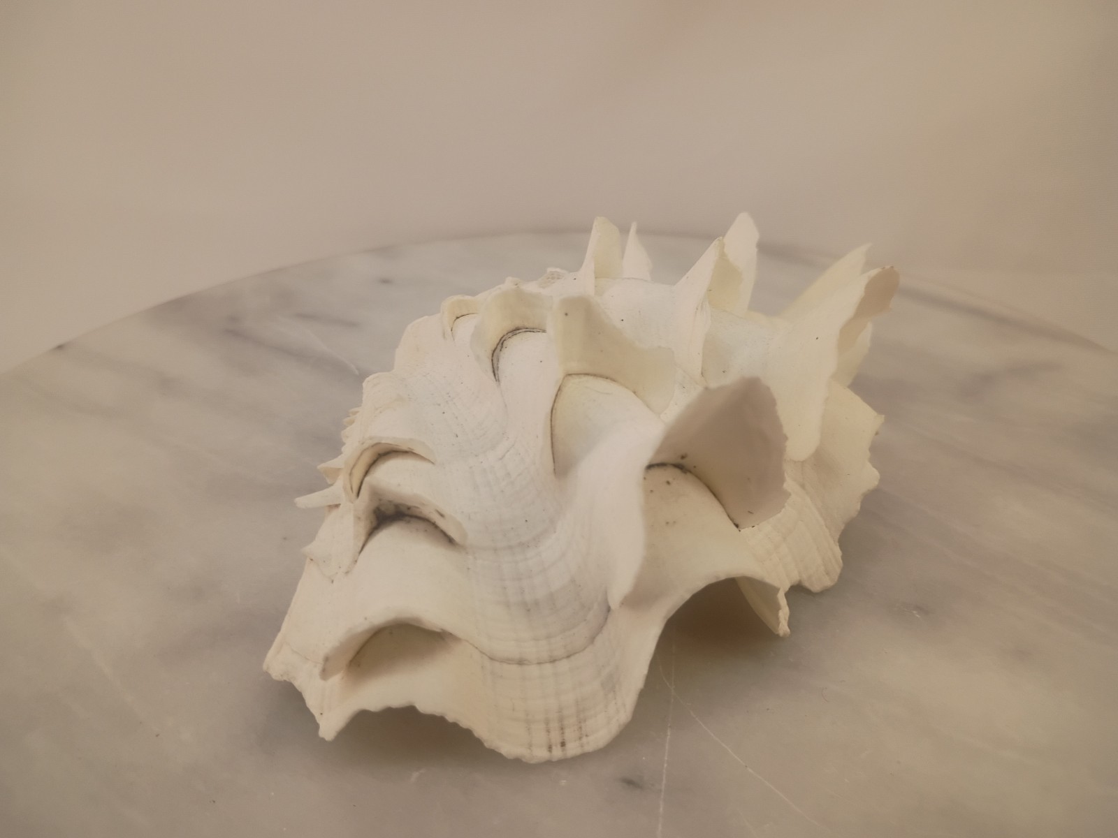 Whole TRIDACNA SQUAMOSA Fluted Clam Shell 5.75" x 4 1/4" White