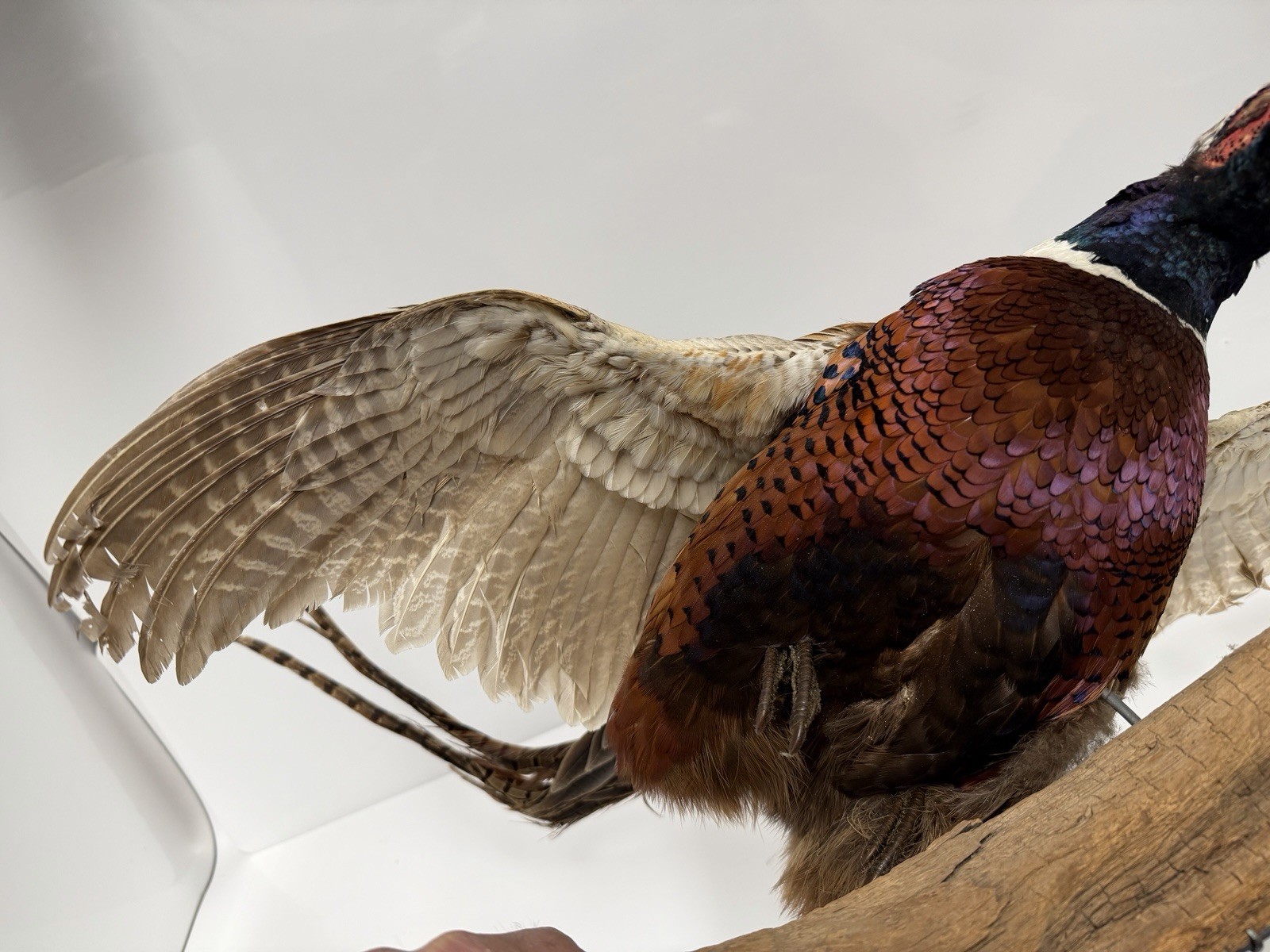 Pheasant Wall Mount Taxidermy Real Skin Flying Ring Neck Rooster On Wood Vintage