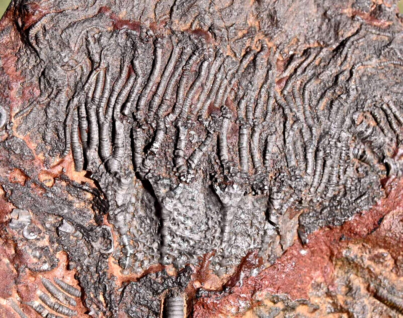 All Natural Silurian Crinoid, Scyphocrinites, Erfoud, Morocco #2