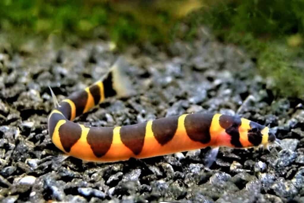 Kuhlii Loach (Pack 5) Live Fish for Aquarium. FREE SHIPPING