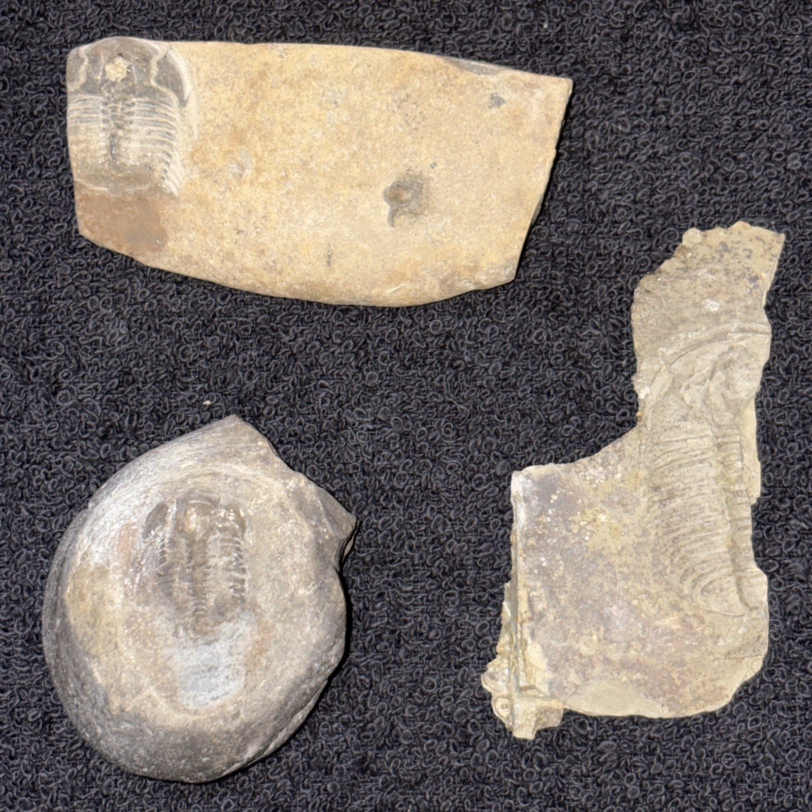 3 Cambrian Fossil Trilobite Specimens From Georgia