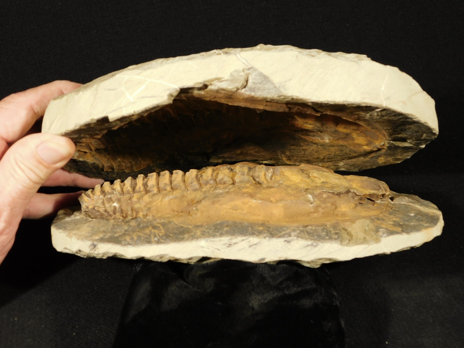 HUGE! 530 Million Year OLD! Andalusiana Trilobite Fossil Anif Morocco 3933gr