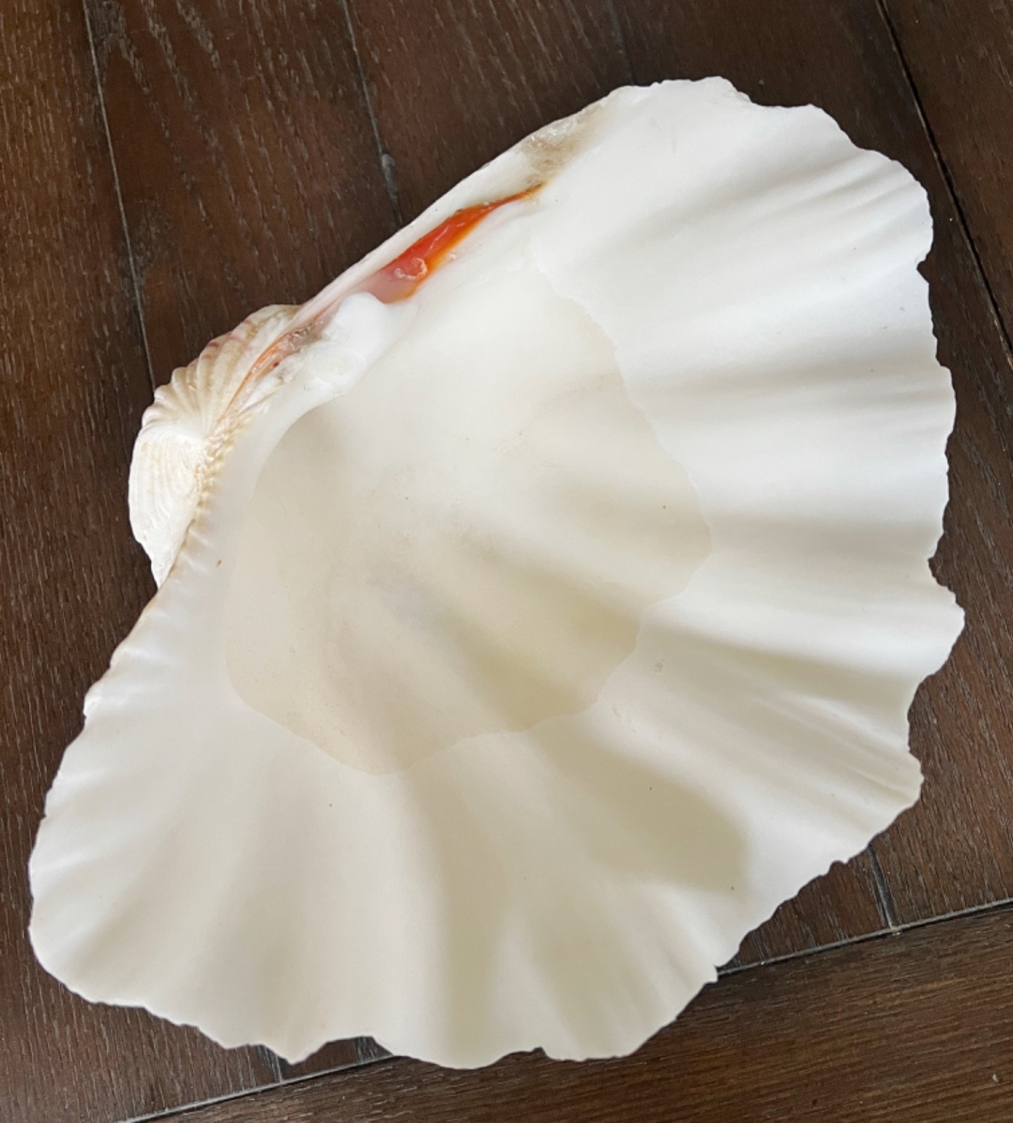 Tridacna Giant Clam Shell Natural Large Vintage Decorative Piece 12.75"