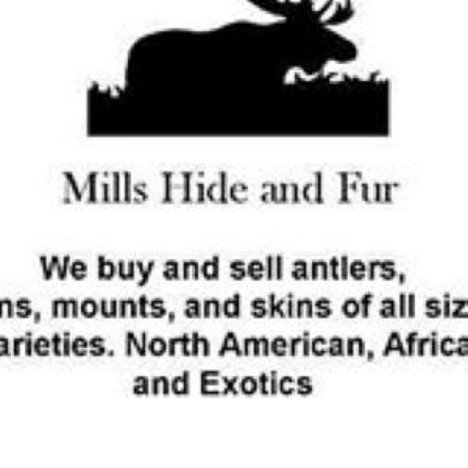 Taxidermy, {0ne} Beautiful RINGNECK PHEASANT Tail- Cabin/Hunting Lodge Fly-tying