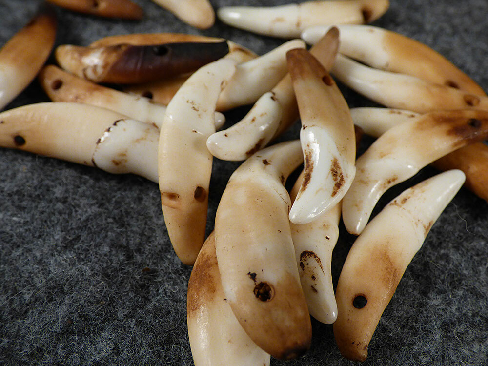 (10) OLD Original Coyote Canine Teeth Indian Ornamental Beads Fur Trade 1700's