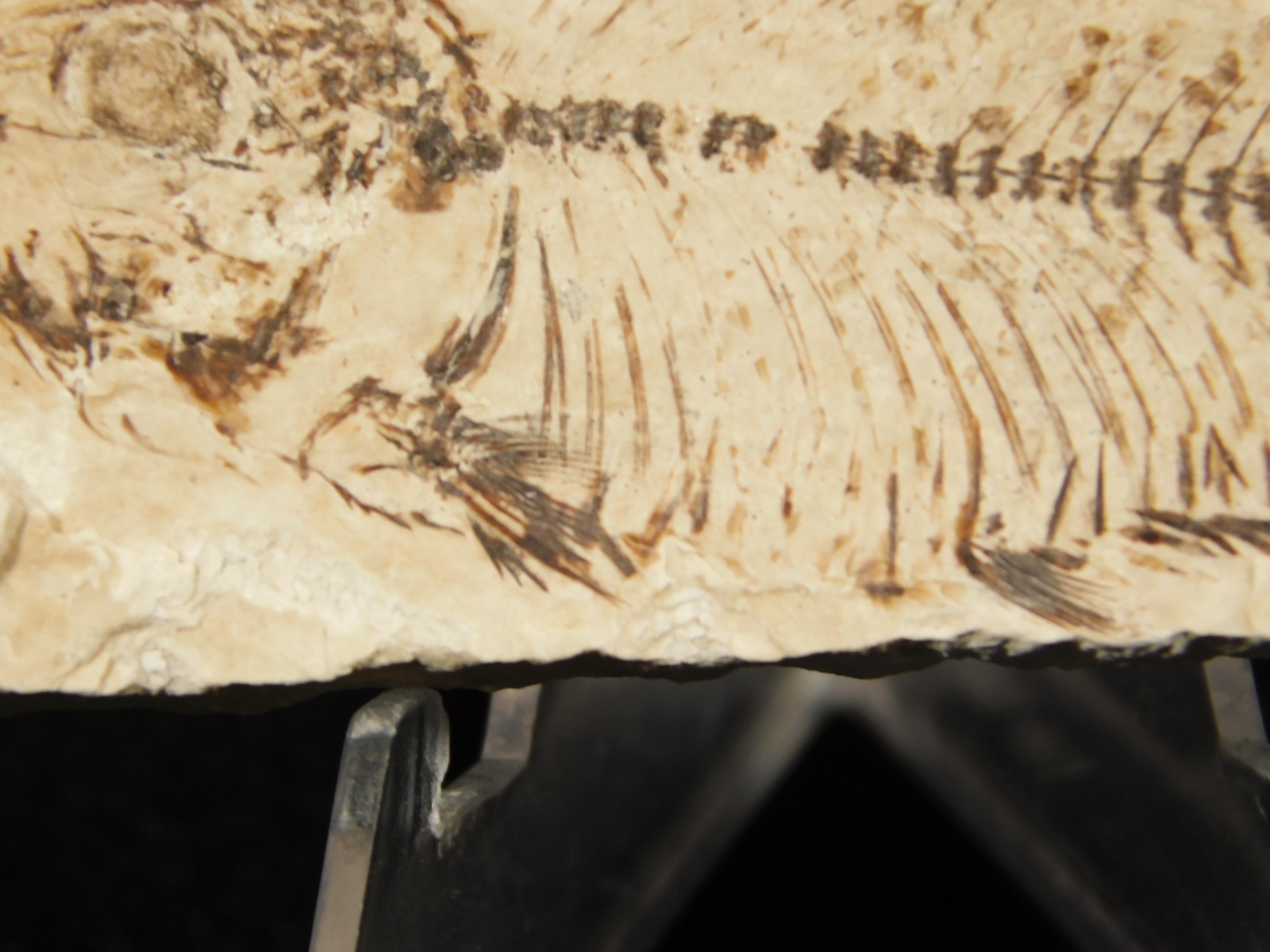 X-RAY BONES! Knightia FISH Fossil From Fossil Lake Wyoming 48.6gr