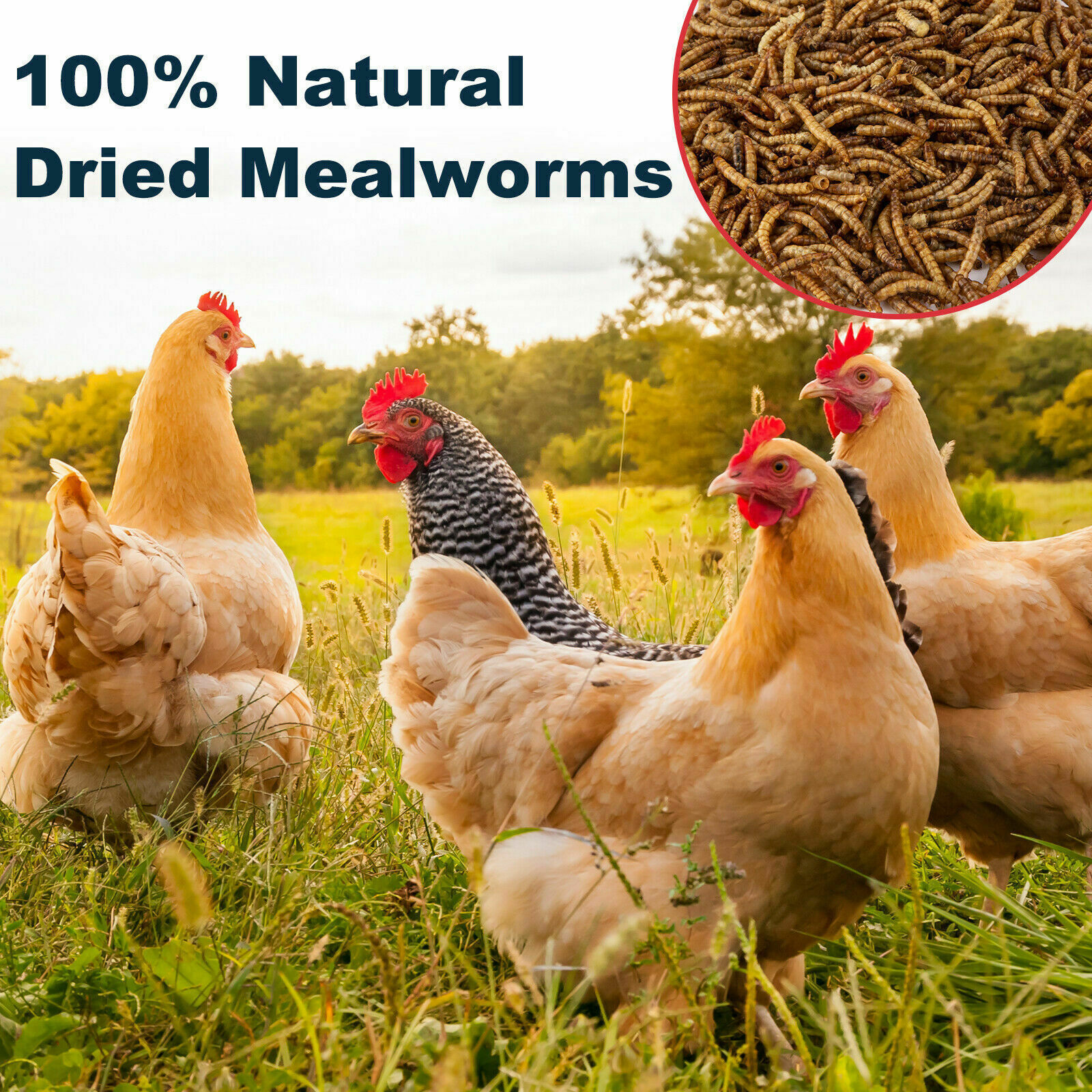 LOT Bulk Dried Mealworms Non-GMO for Wild Birds Food Blue Bird Chicken Hen Treat