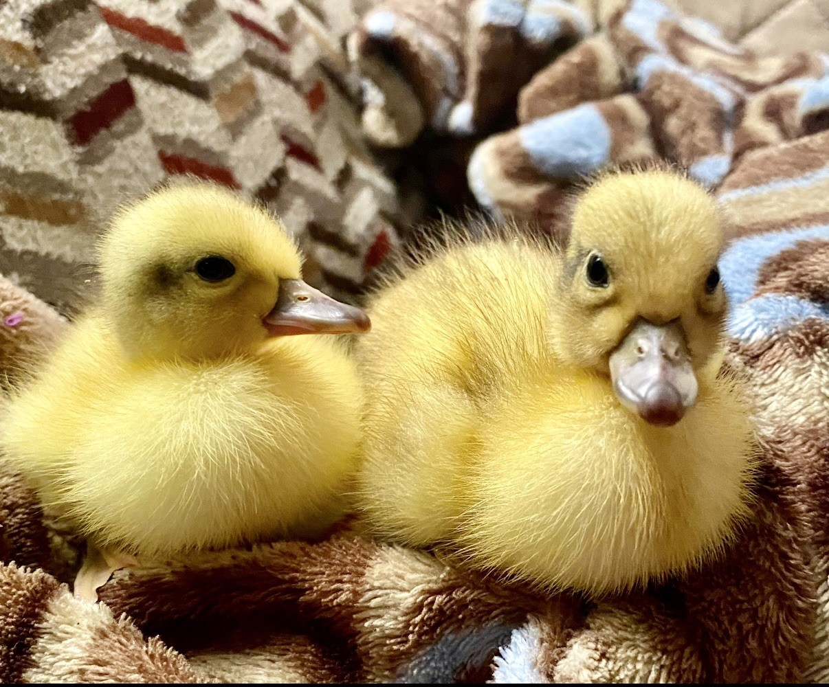 Snowy Call Duck Hatching Eggs- Qty 6 Pet Quality Fertile Call Duck Eggs