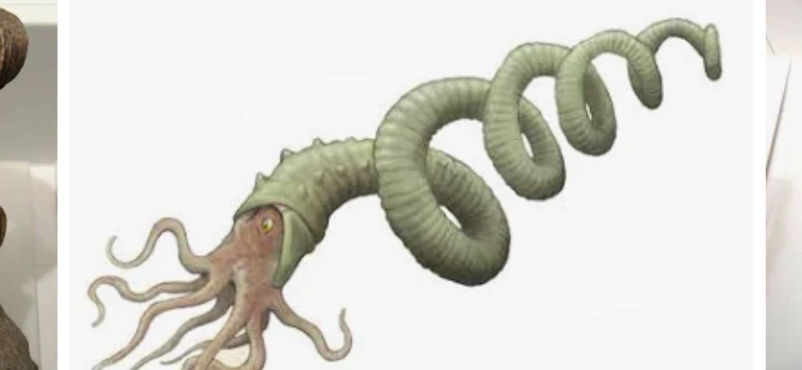 Exceedingly Rare Heteromorph Ammonite eubostrychoceras Madagascar 3 Pieces