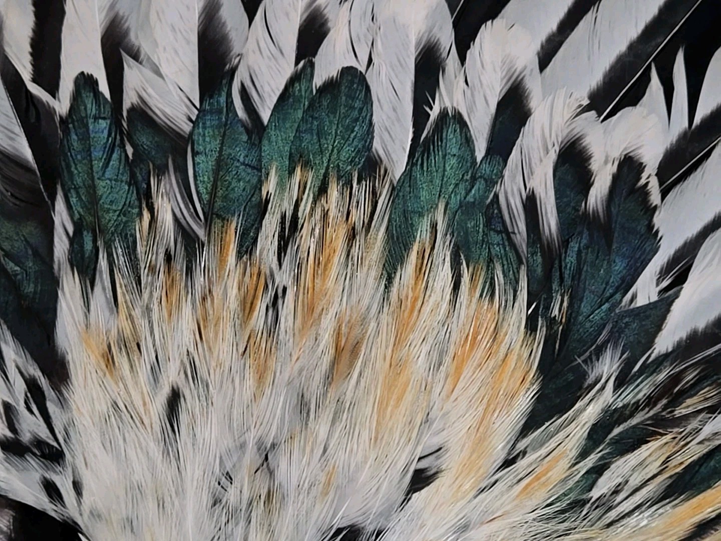 Cream Chicken Rooster Wings Craft Bird Fly Tying Feathers Taxidermy Material