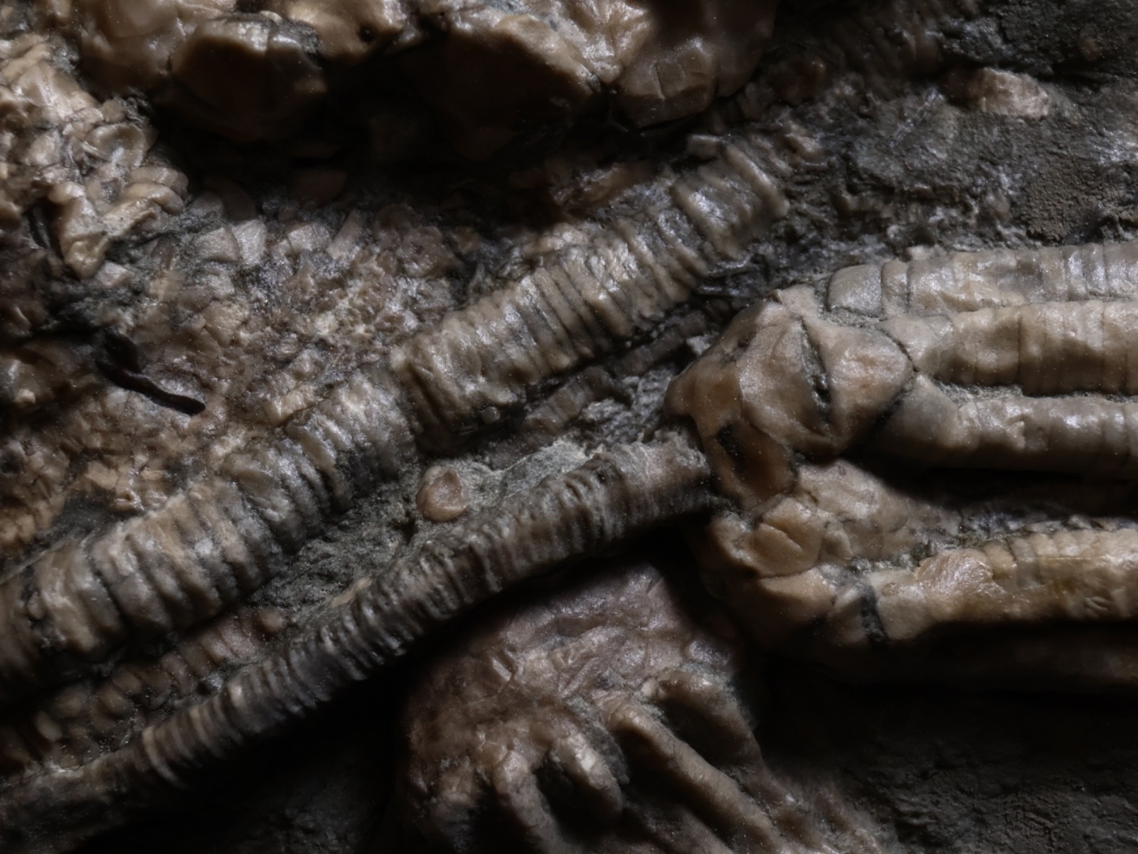 Threaded Fossil Crinoids, Crawfordsville, Indiana