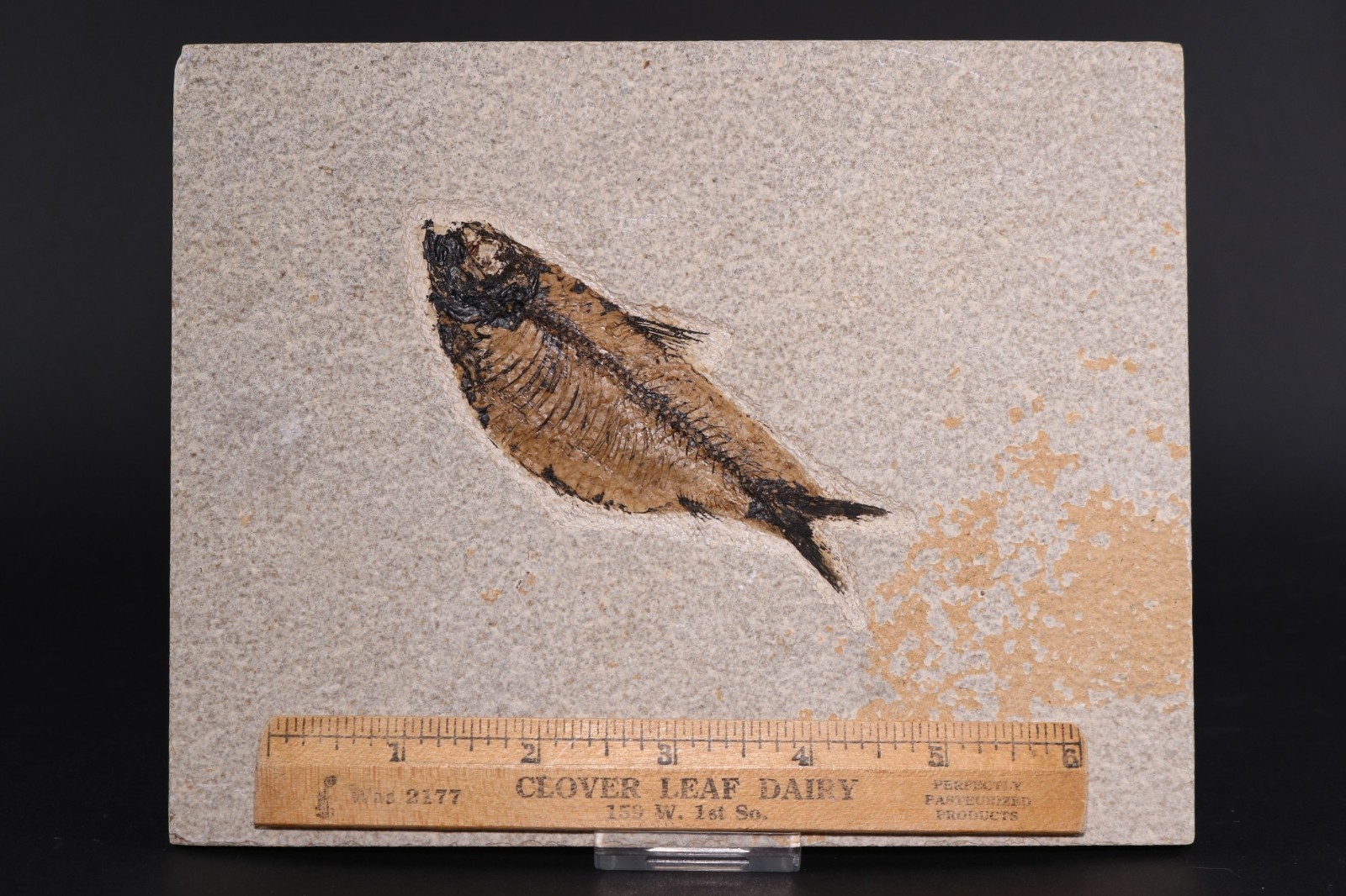 4.1" Knightia alta Fossil Fish Fossil Lake Green River Fm Wyoming WY COA 11863