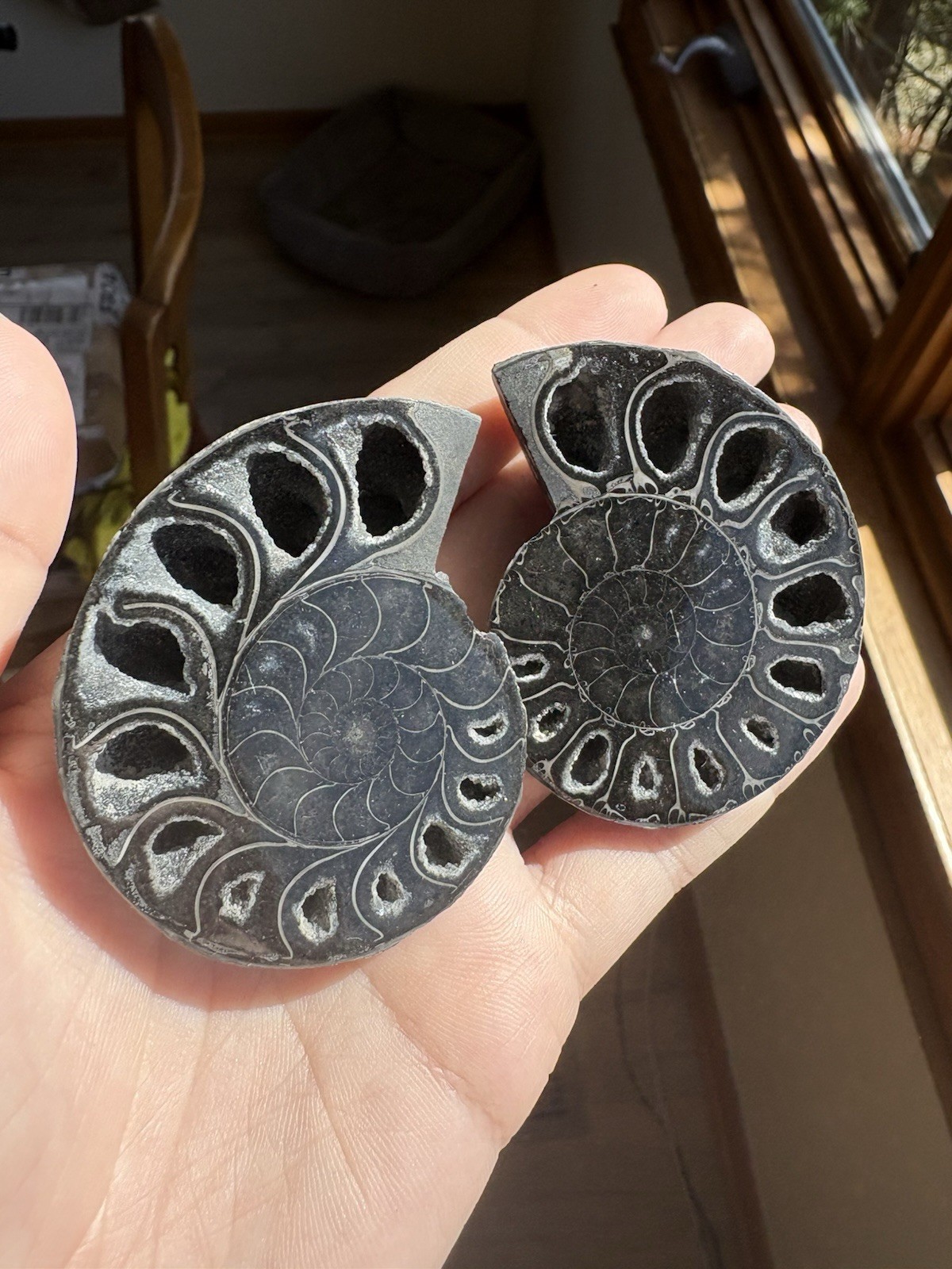 Black Ammonite Fossil Pair