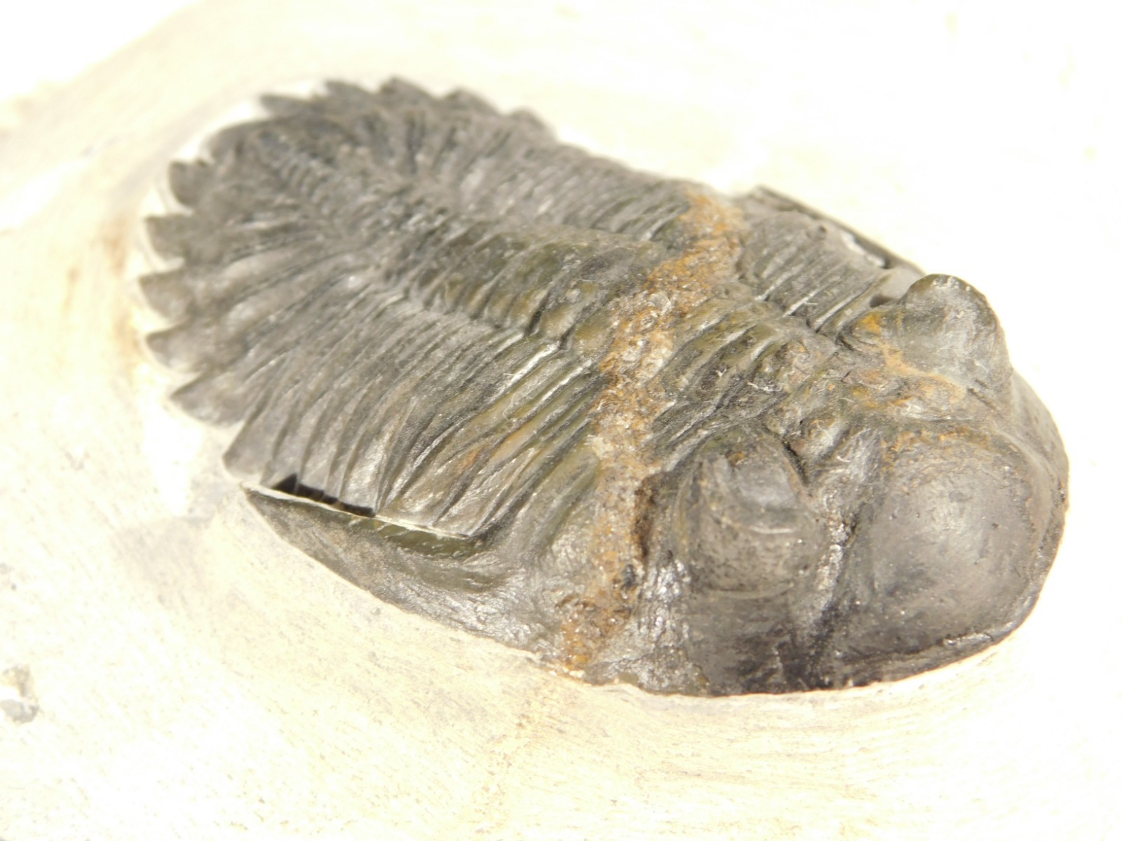 LARGER! Hollardops TRILOBITE Fossil Nice and 100% Natural Morocco 289gr