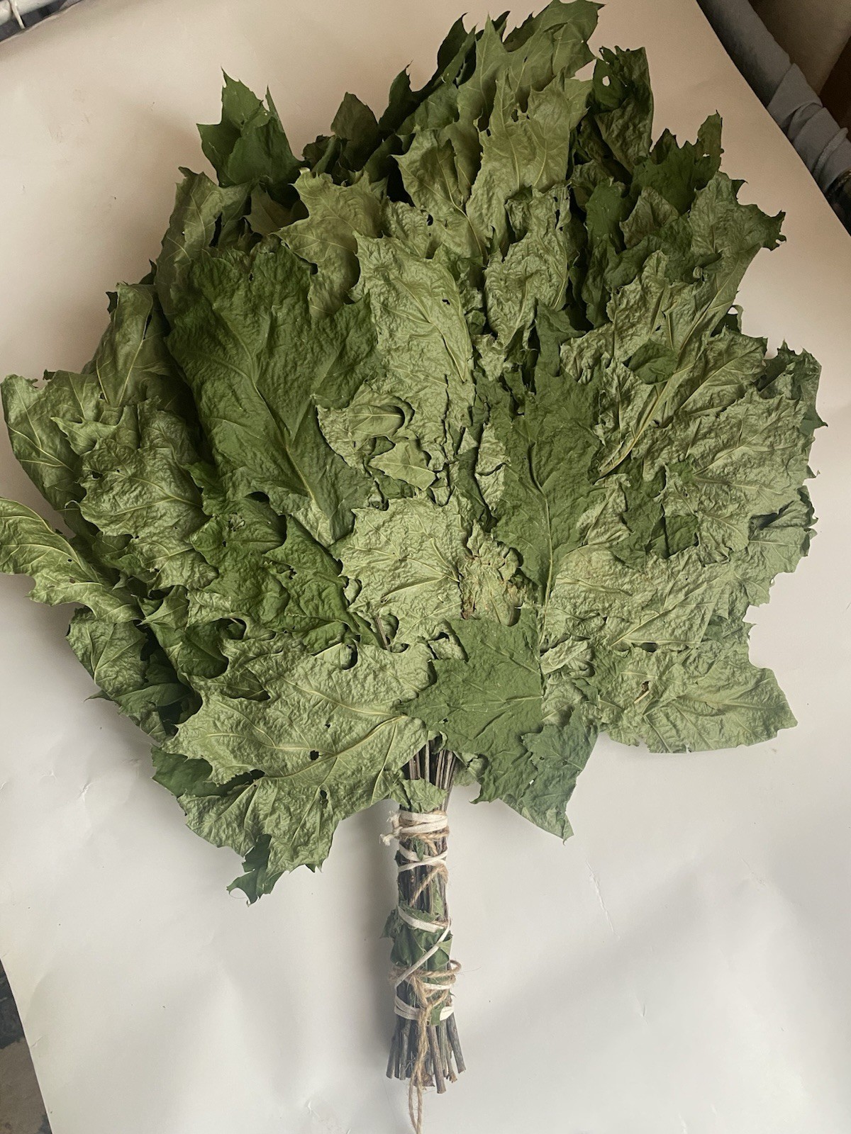 12 Oak brooms sauna banya venik Eiche whisks eco 2025 Ukrainian