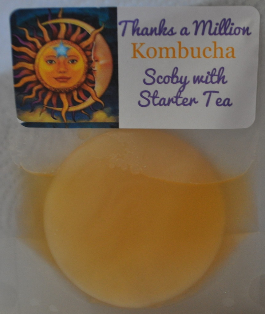 3" Live KOMBUCHA FRESH SCOBY STARTER TEA ORGANIC Free shipping