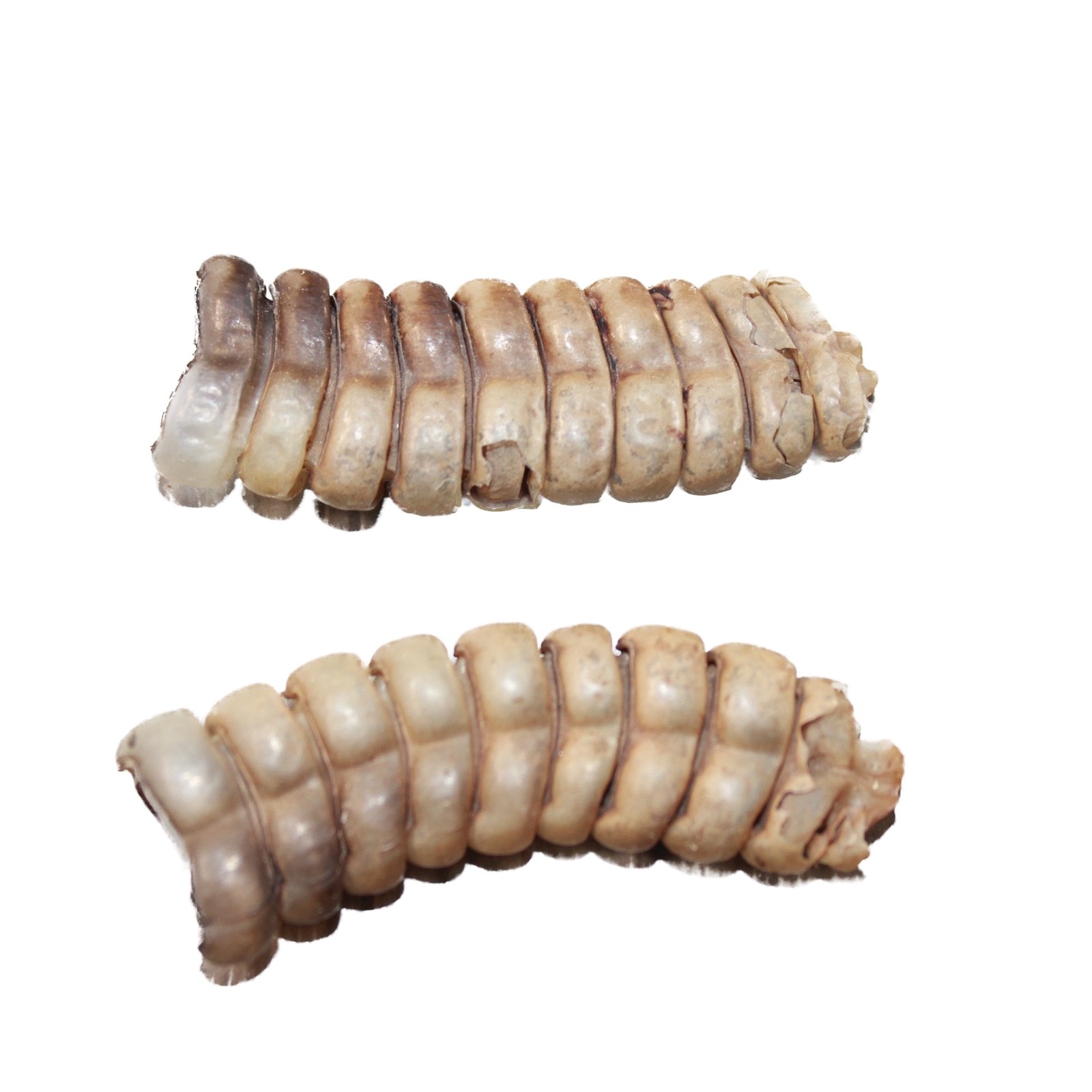 2 Large Rattlesnake Rattles #2063 Taxidermy Diamondback Sidewinder