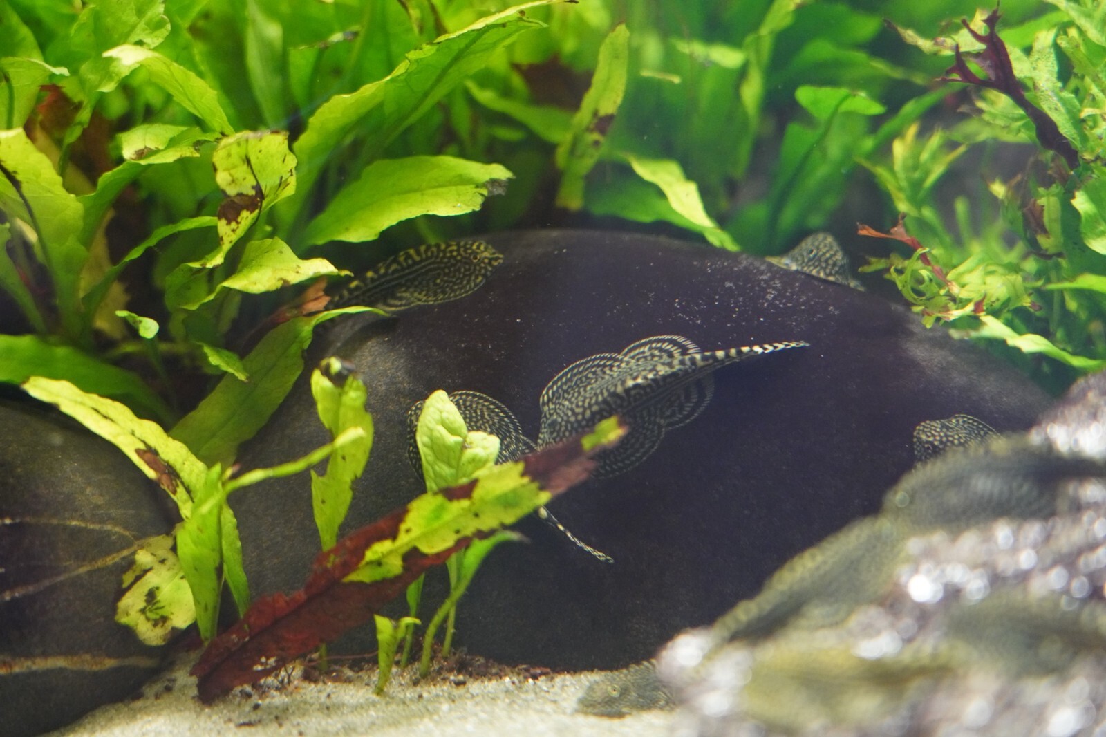 PACK OF 5 - Striped Butterfly Reticulated Tiger Hillstream Loach Algae Eater