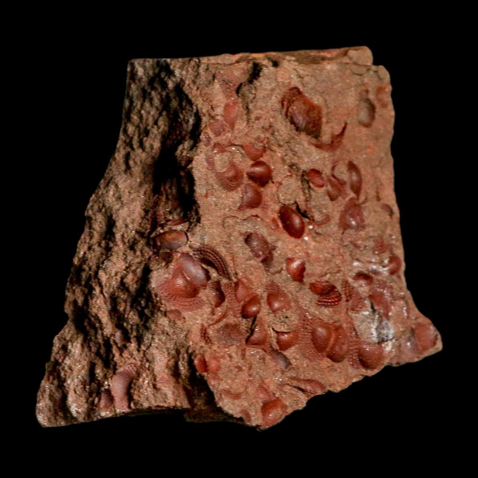 3.9" Trilobite Mortality Plate Fossil Devonian Age 400 Million Years Old COA