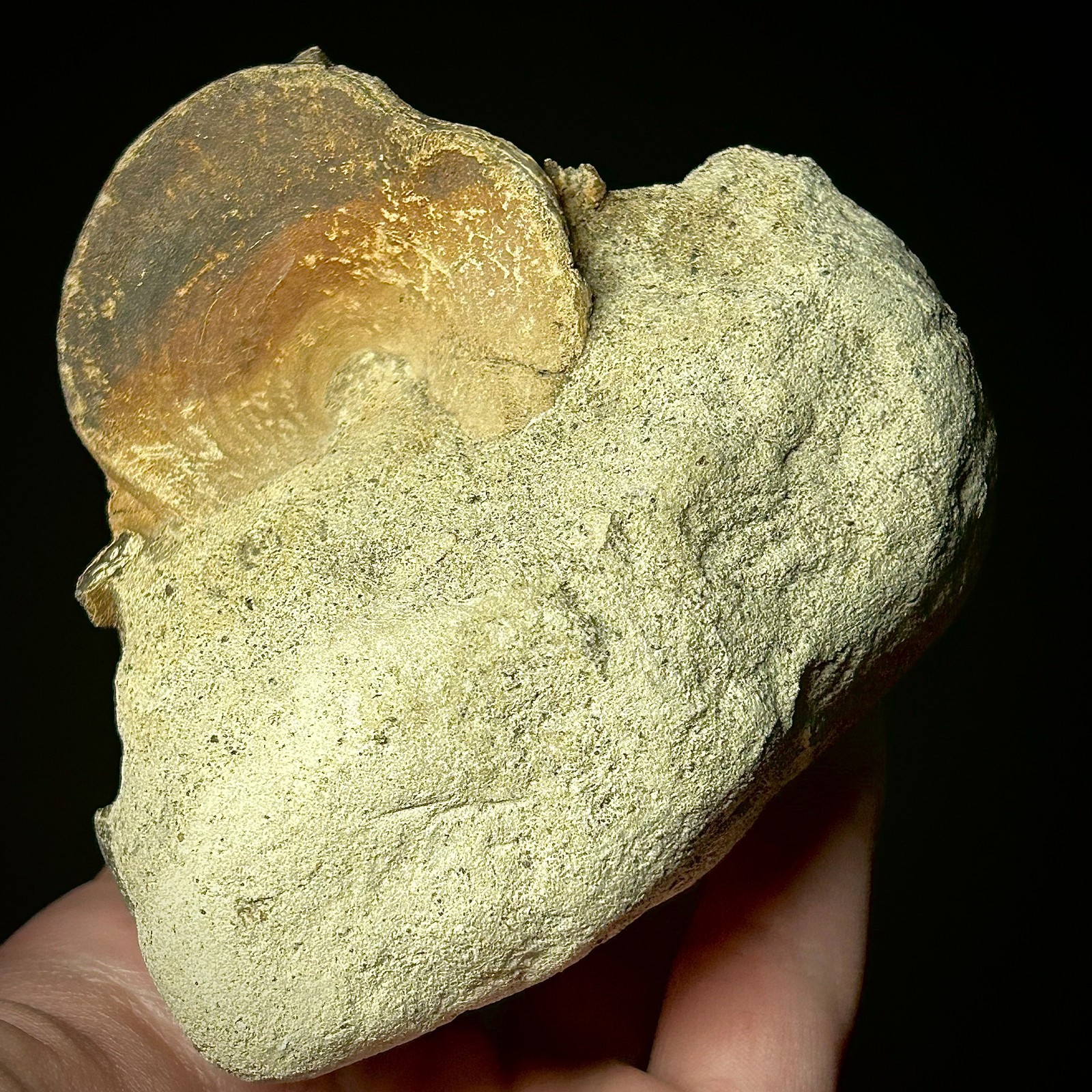 Fossilized Tuna Vertebra (Thunnus sp.) 2.24 x 1.60" Bony Fish Fossil Oligocene