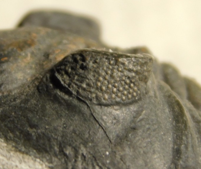 LARGER! Hollardops TRILOBITE Fossil Nice and 100% Natural Morocco 289gr