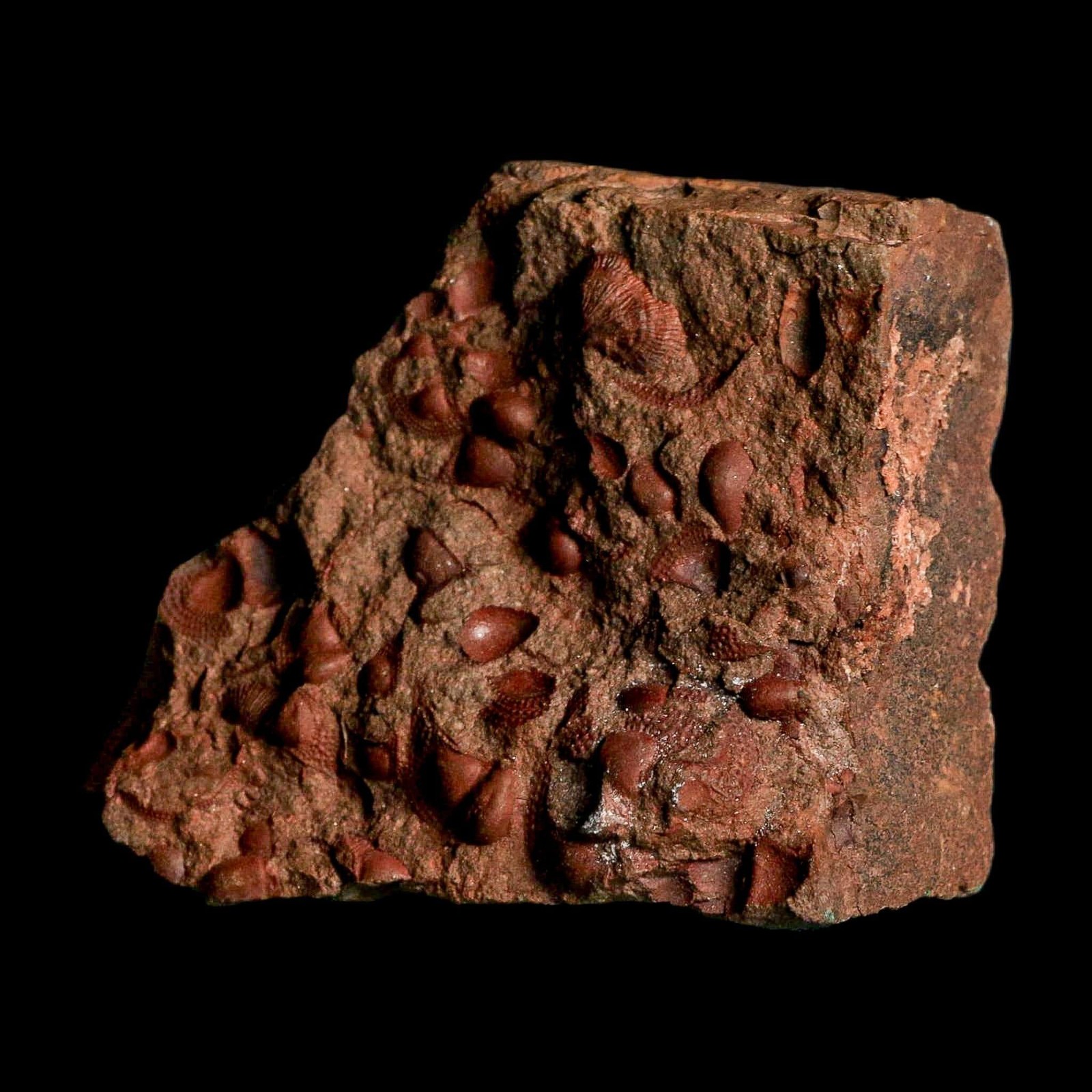 3.9" Trilobite Mortality Plate Fossil Devonian Age 400 Million Years Old COA