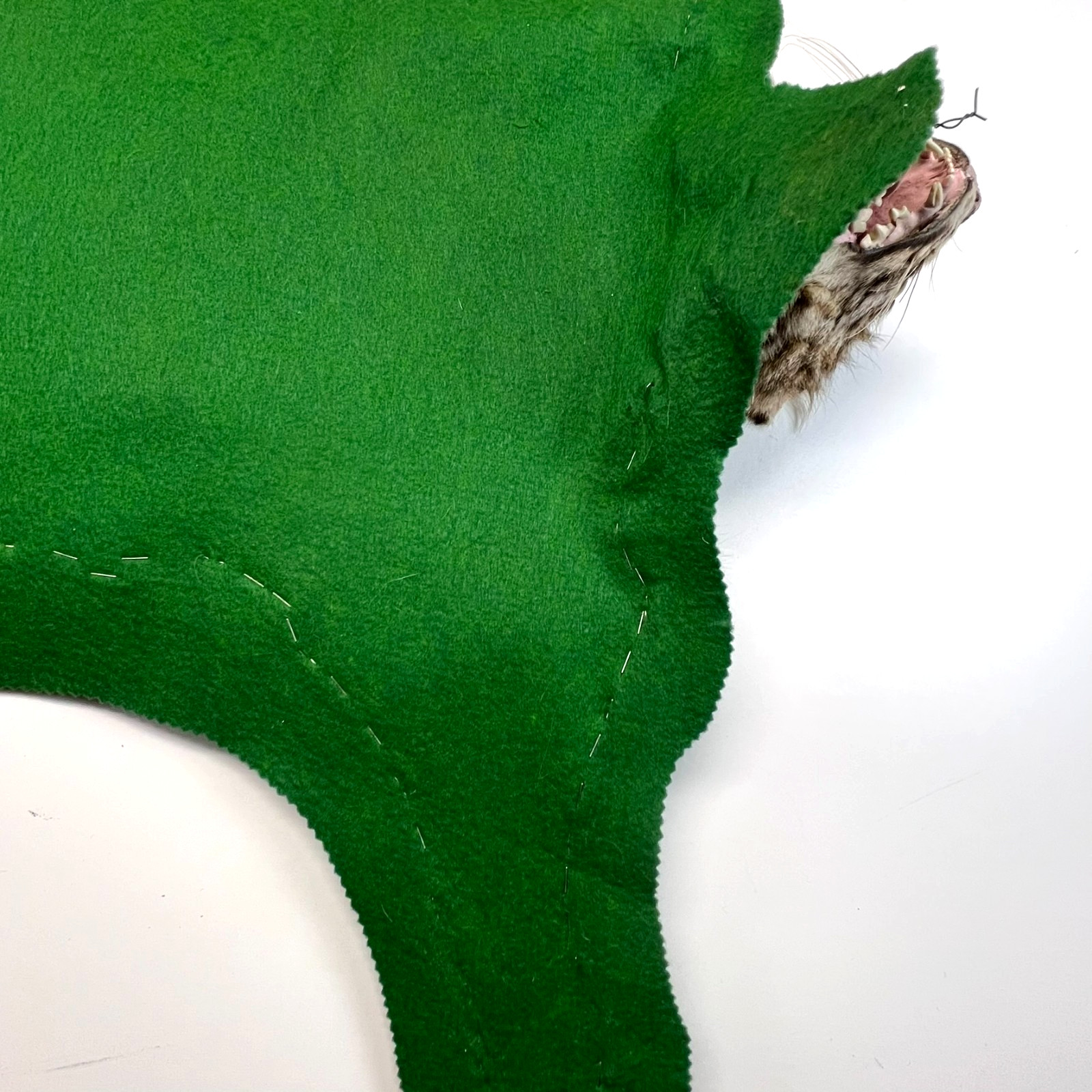 Vtg. Bobcat Taxidermy Rug Mount Full Body Green Felt Border Rustic Cabin Decor