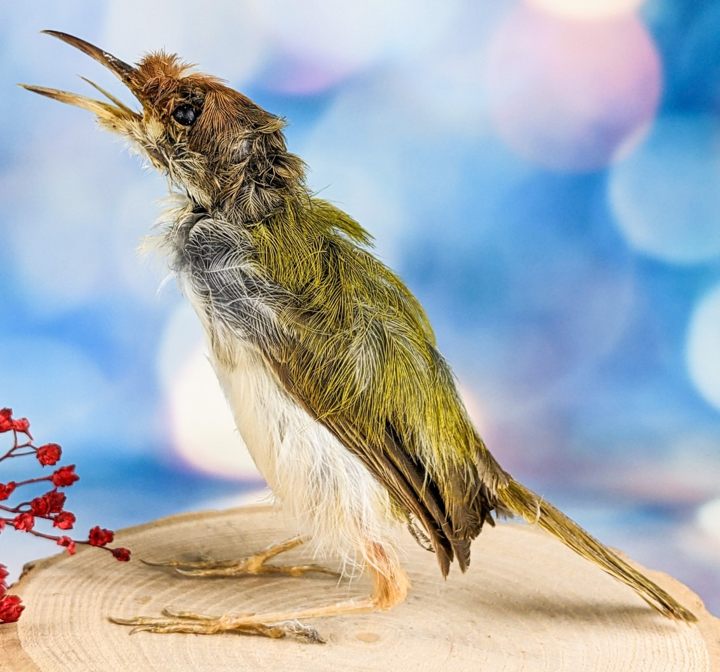 Ashy Tailor bird taxidermy Orthotomus ruficeps Bird Specimen oddities gift decor