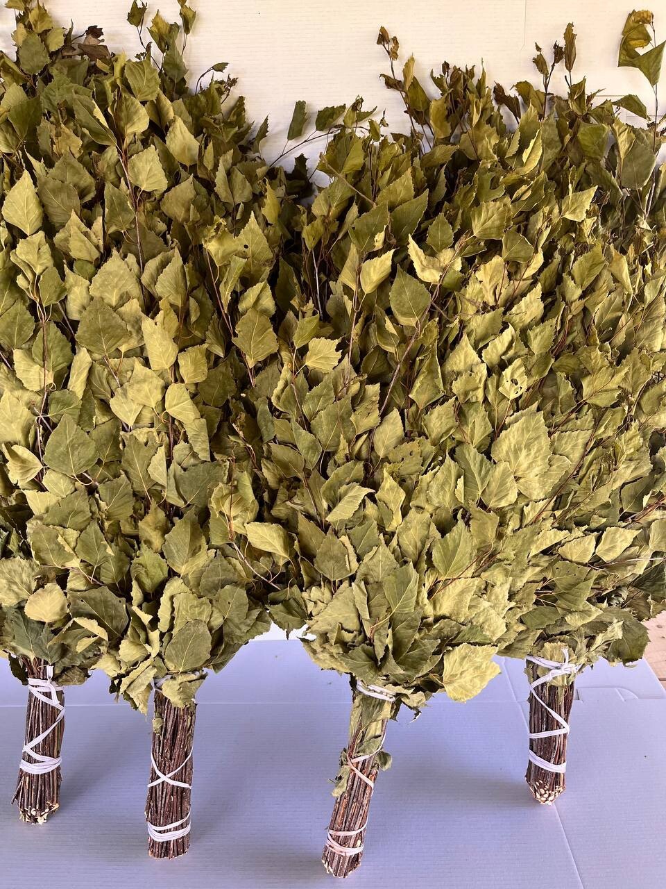 12 Birch brooms NEW SEASON 2025 sauna banya venik Eiche whisks eco Ukrainian