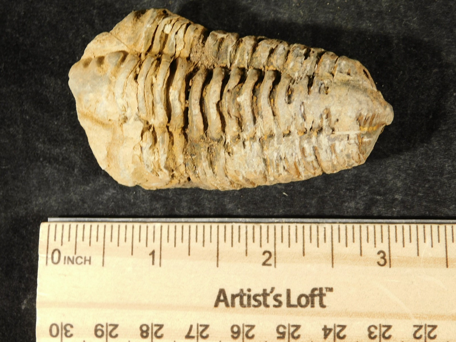 Big! 460 MILLION Year Old! Flexicalymene TRILOBITE Fossil Morocco 7.34