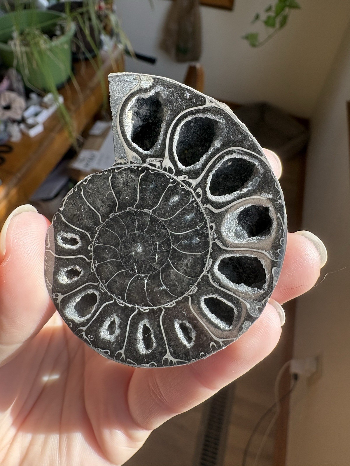 Black Ammonite Fossil Pair