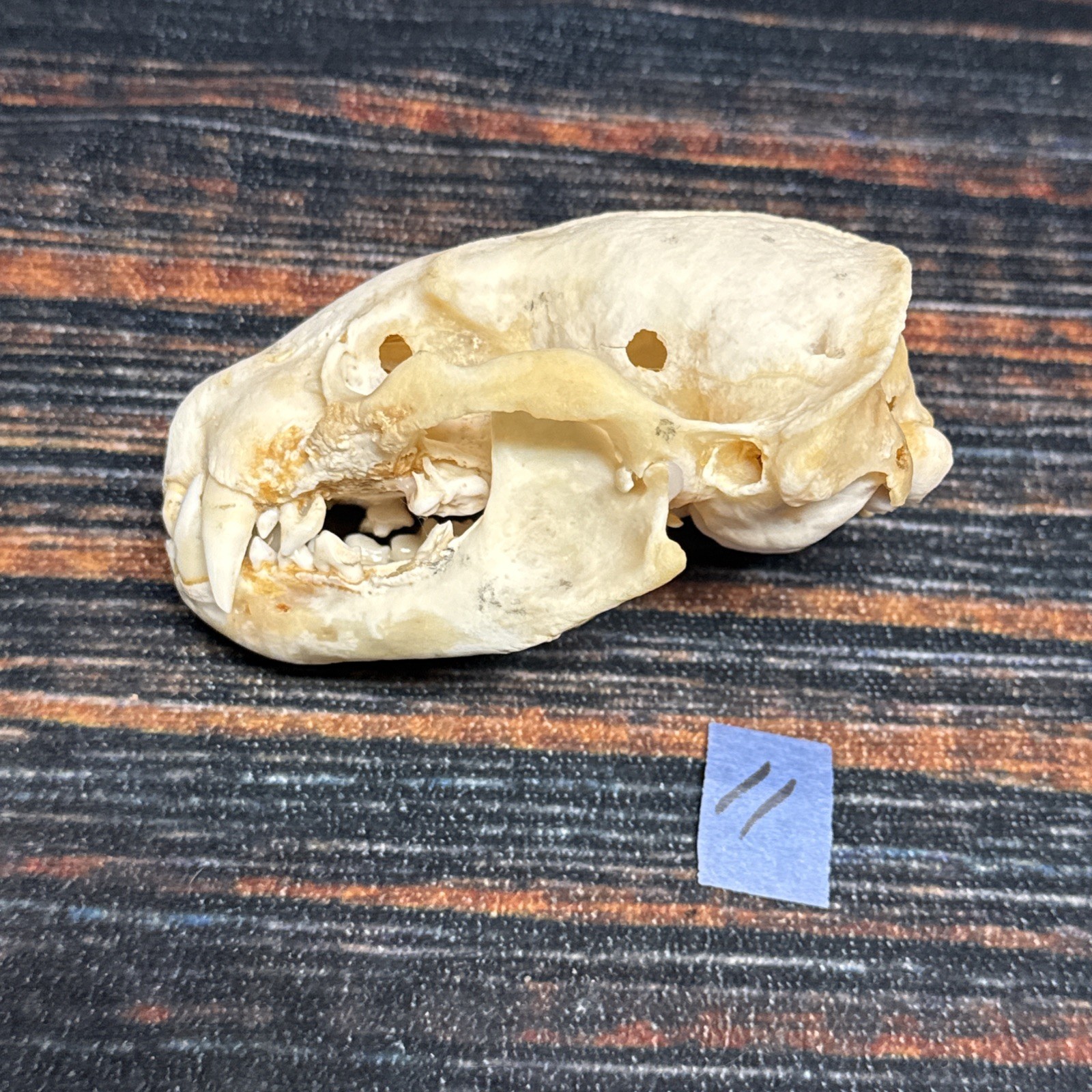 Real XL Badger Skull Unique Gift Halloween Craft Animal Mount Art Model Head Odd