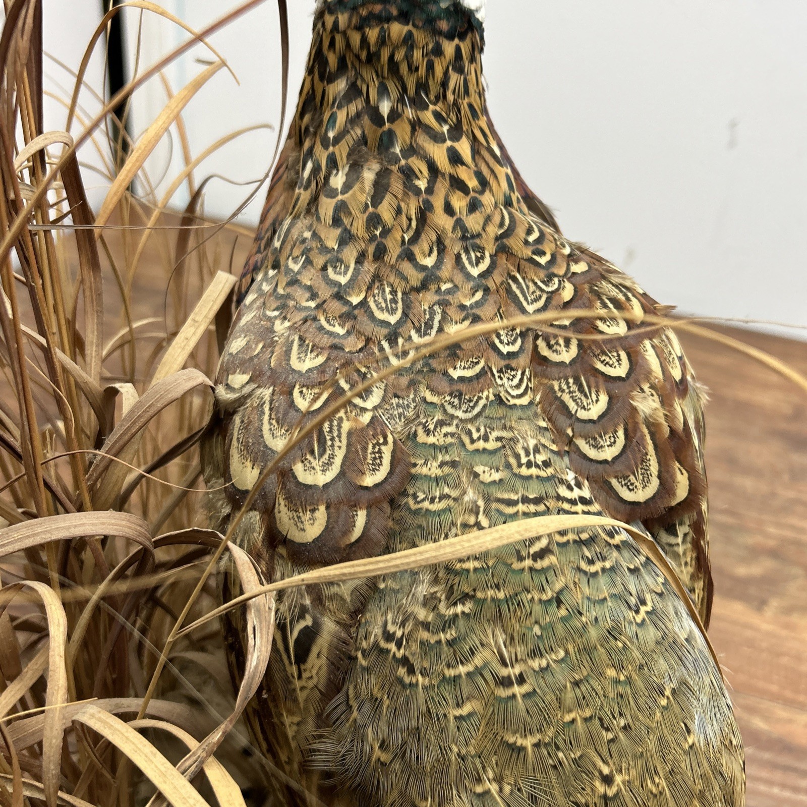 Ringneck Rooster Pheasant Taxidermy Standing Mount Habitat Base Foliage