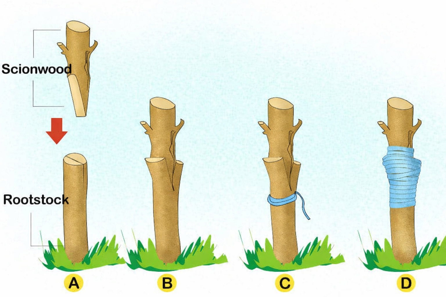 Hass Avocado Scion Wood Cuttings For Grafting/Rooting UNROOTED (3-10 PCS)