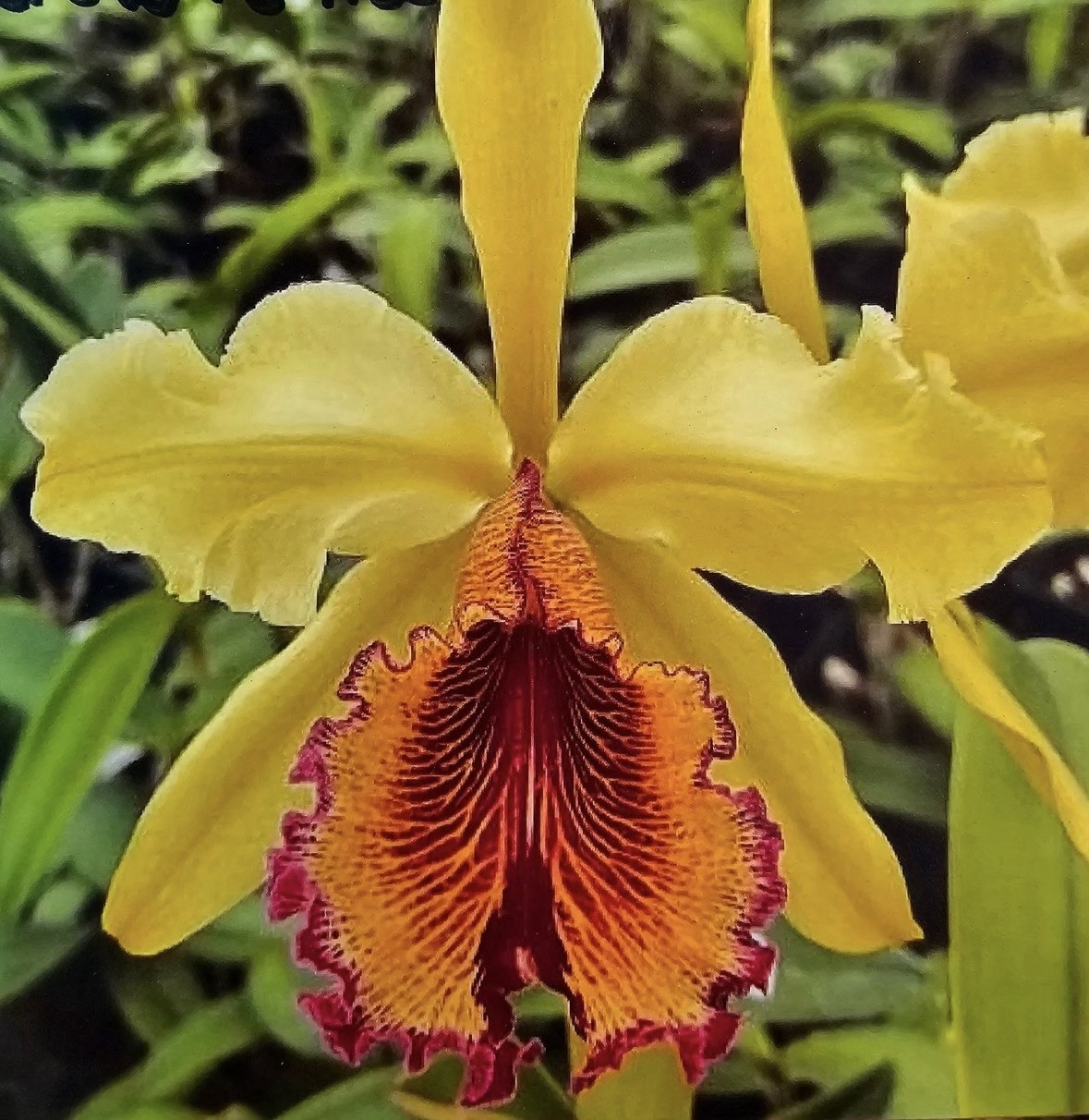 C. dowiana f. aurea ‘Hsingying’ - Stunning/Sought-After - Rare Orchid - 5” Pot