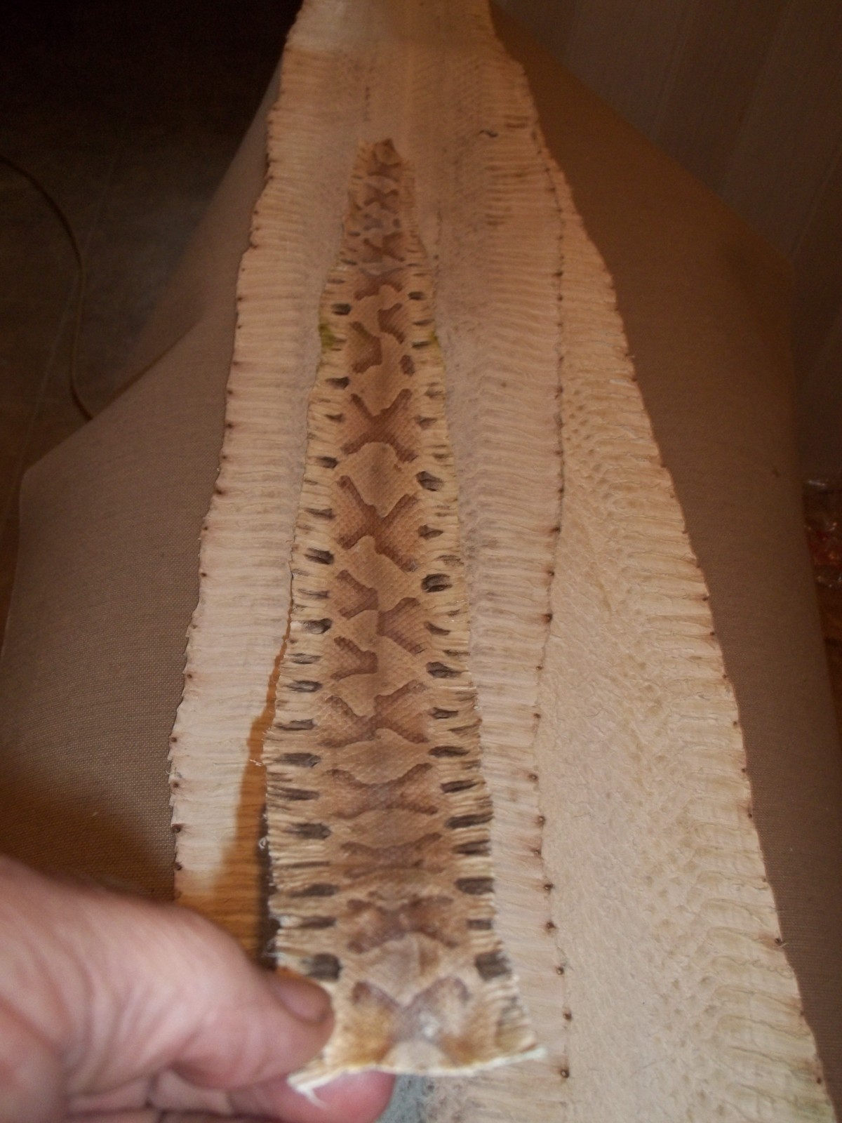 Tanned Copperhead skin 2-1/2" X 24-1/2" "Agkistrodon contortrix"