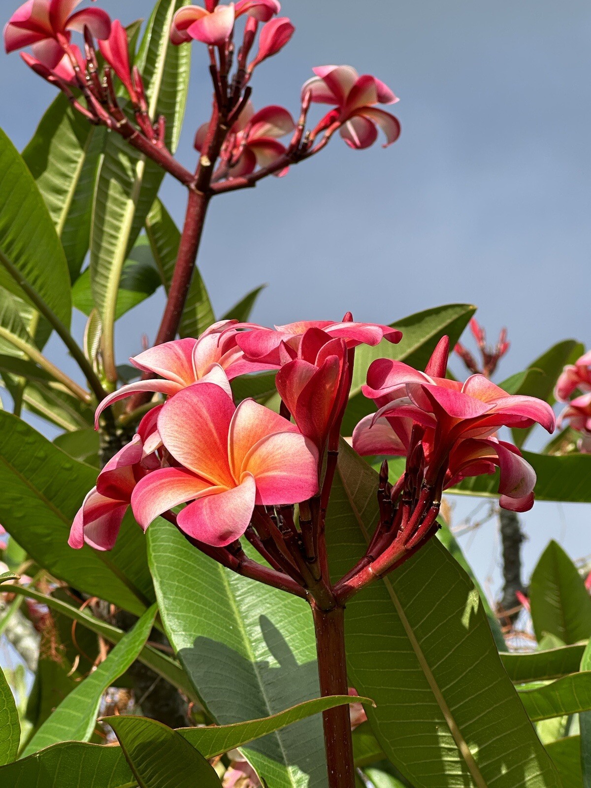 Pink Plumeria Fresh Starter Cutting Single Head 10inch Unrooted x1