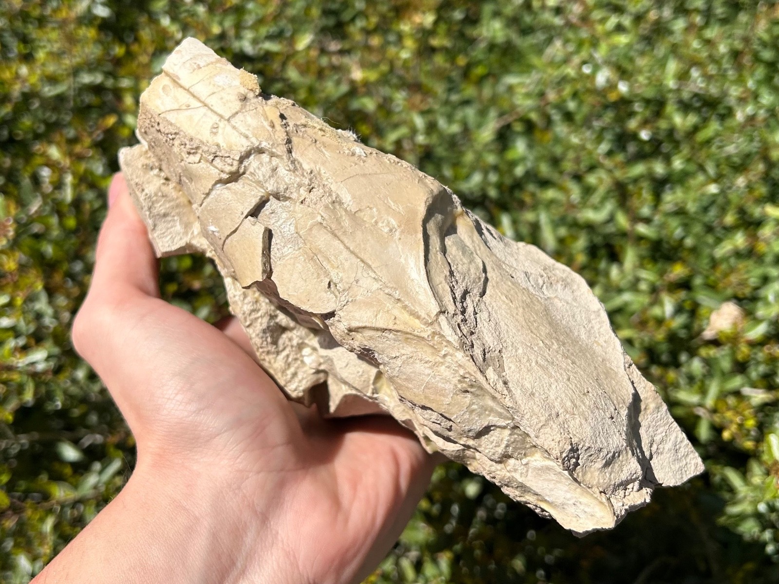 Fossil Oreodont Skull White River Oligocene Mammal Burke Formation Nebraska