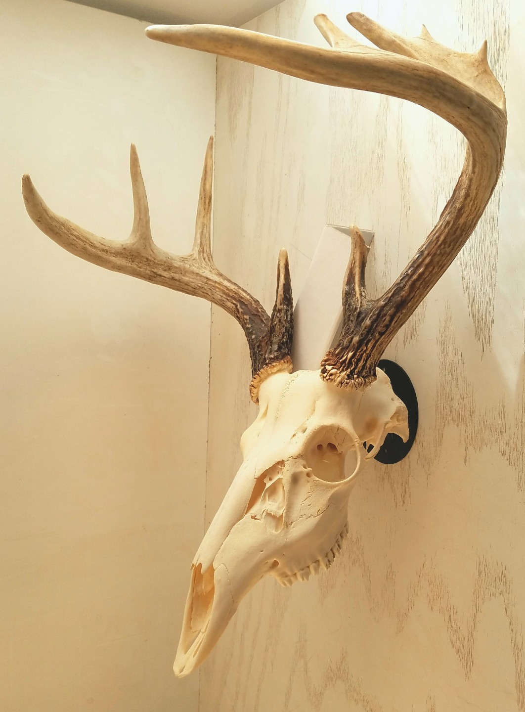 Metal European Mount Deer Skull Hanger Bracket Hook