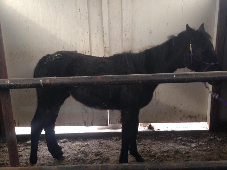 Animal Element Foundation Detox 7# improves top line, hoof growth, coat