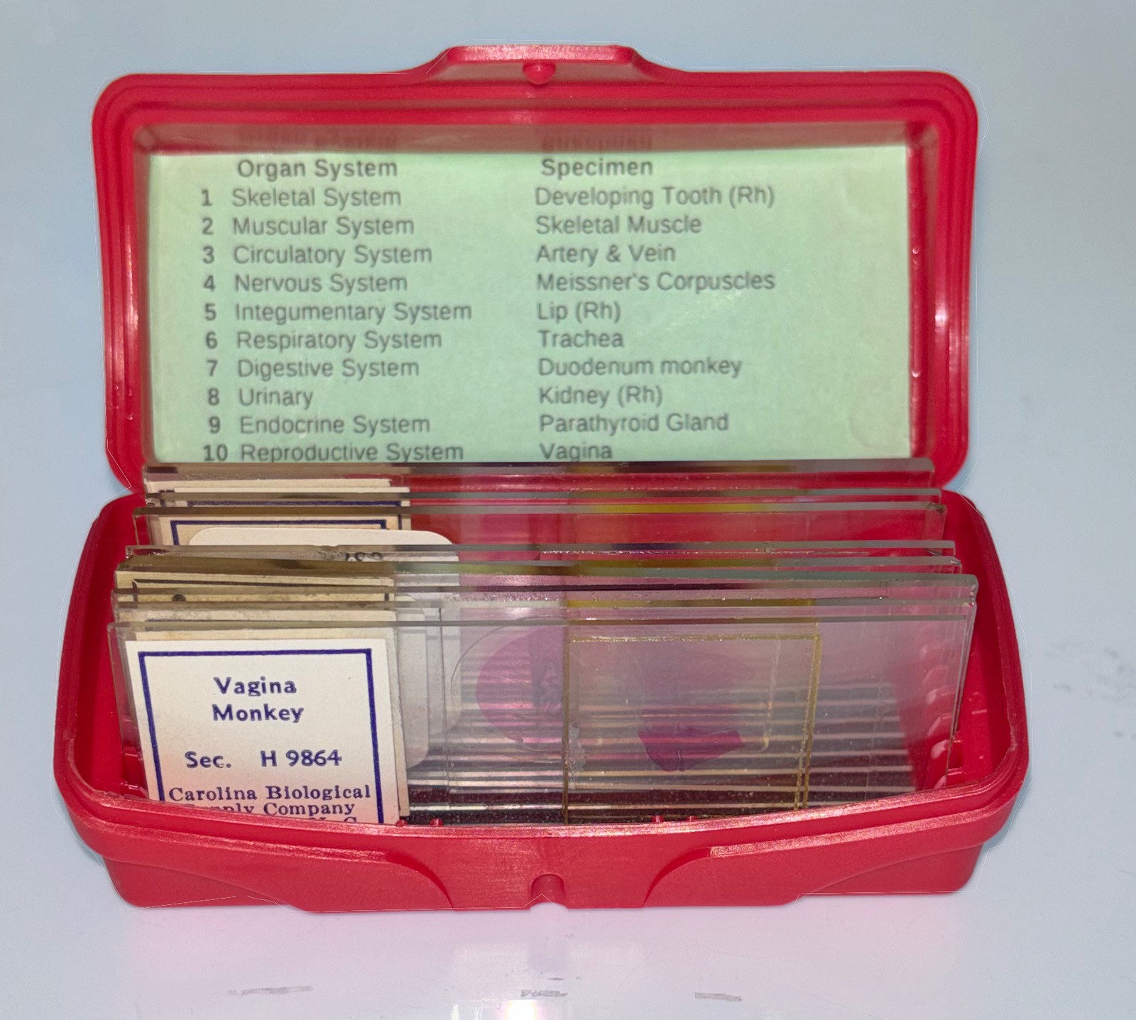 MONKEY PRIMATE HISTOLOGY Microscope Slide Set ORGAN SYSTEMS Rhesus Macaque