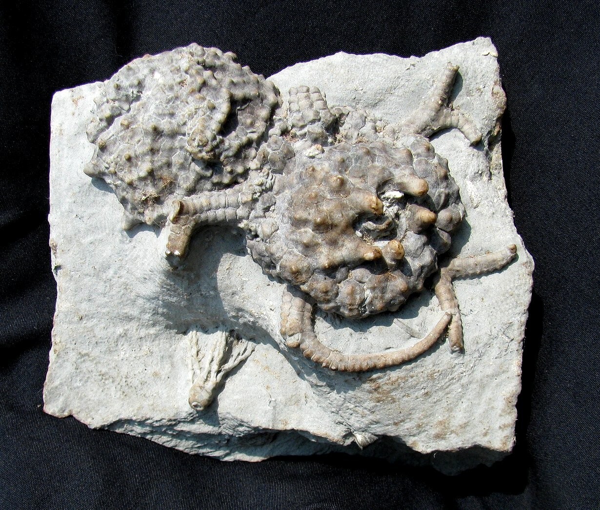 VERY NICE DOUBLE GILBERTSOCRINUS DISPANSUS CRINOID FOSSIL FROM CRAWFORDSVILLE!
