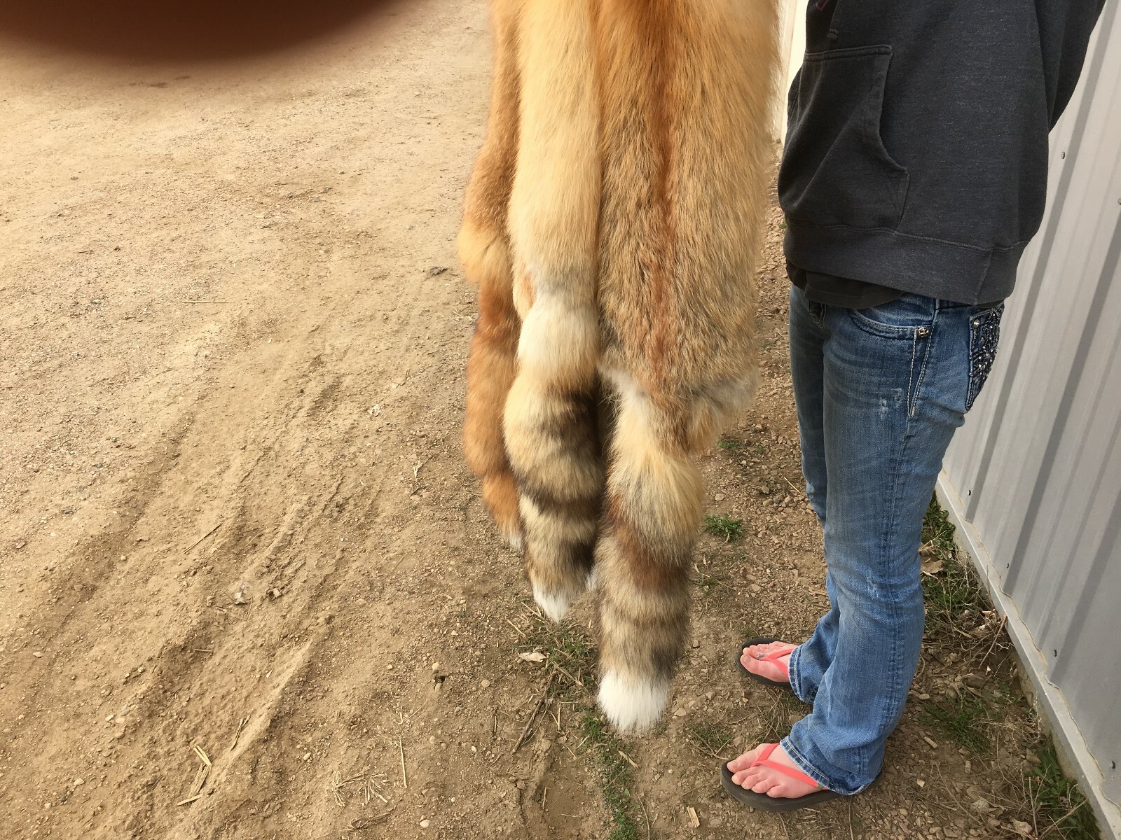 Tanned Red Fox Winter “Heavy Fur” Western XL, some Imperfections (rfwhimp)