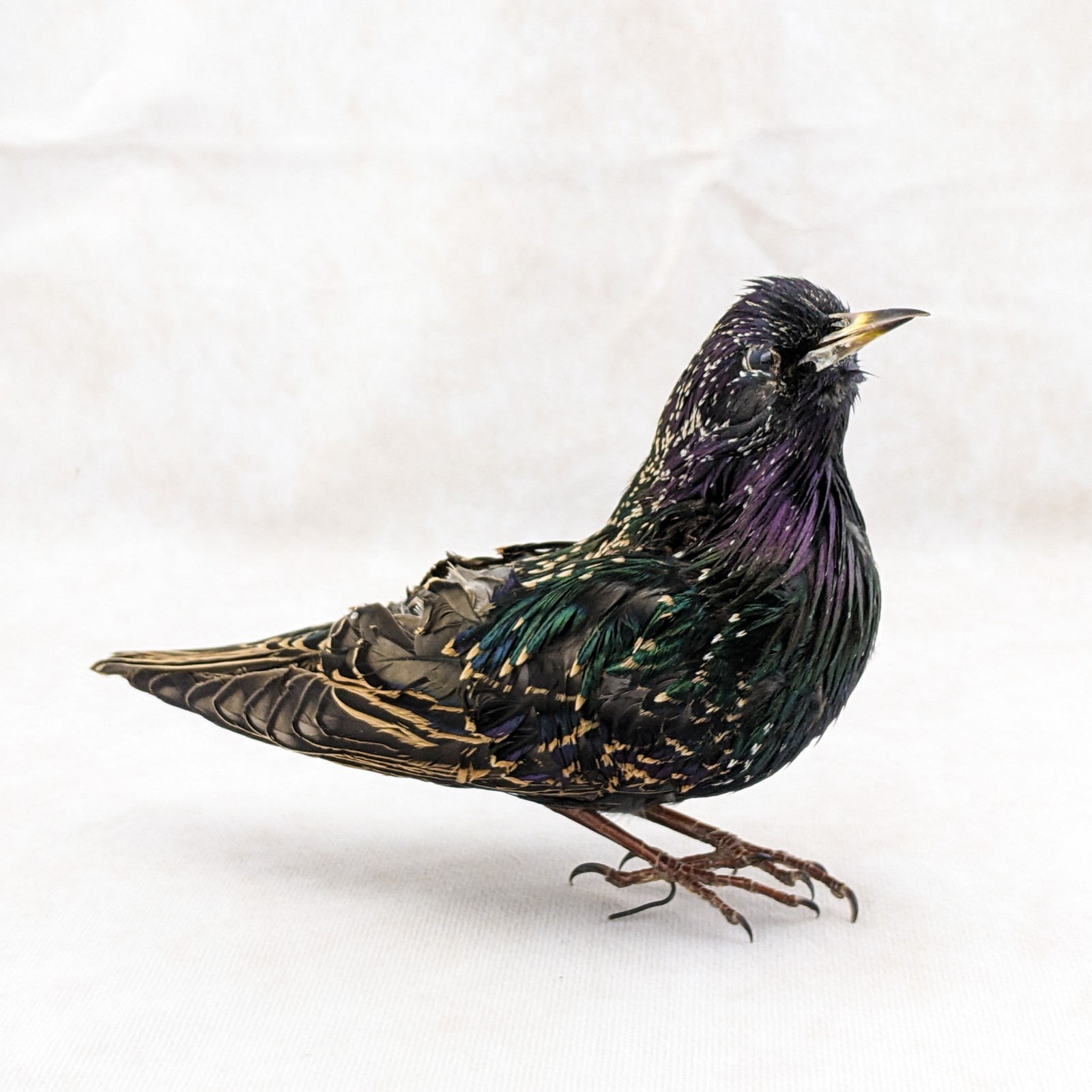 Starling Bird Taxidermy Display specimen Oddity Curiosity Décor collectible gift